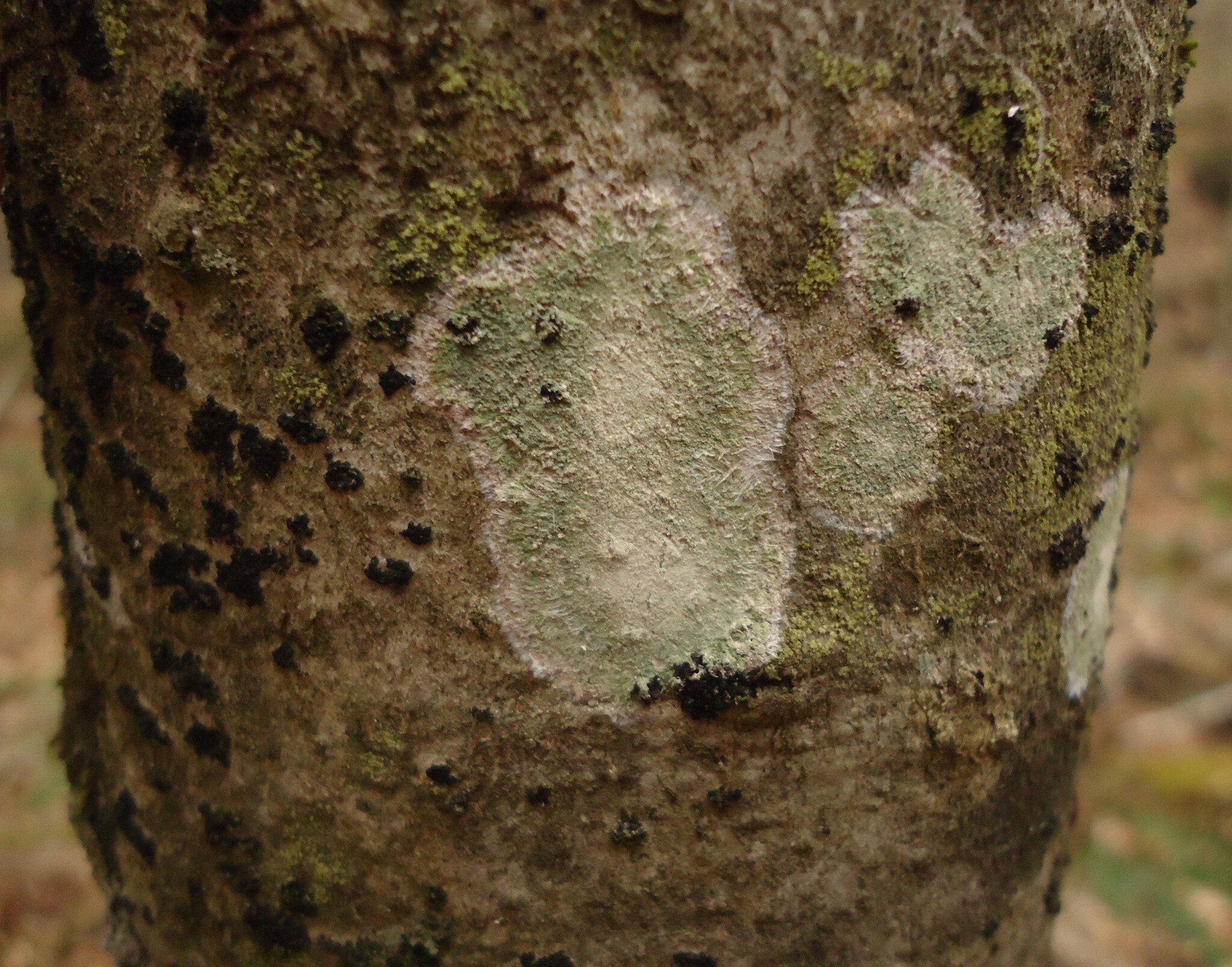 Observation mo-572210, Lecanora thysanophora