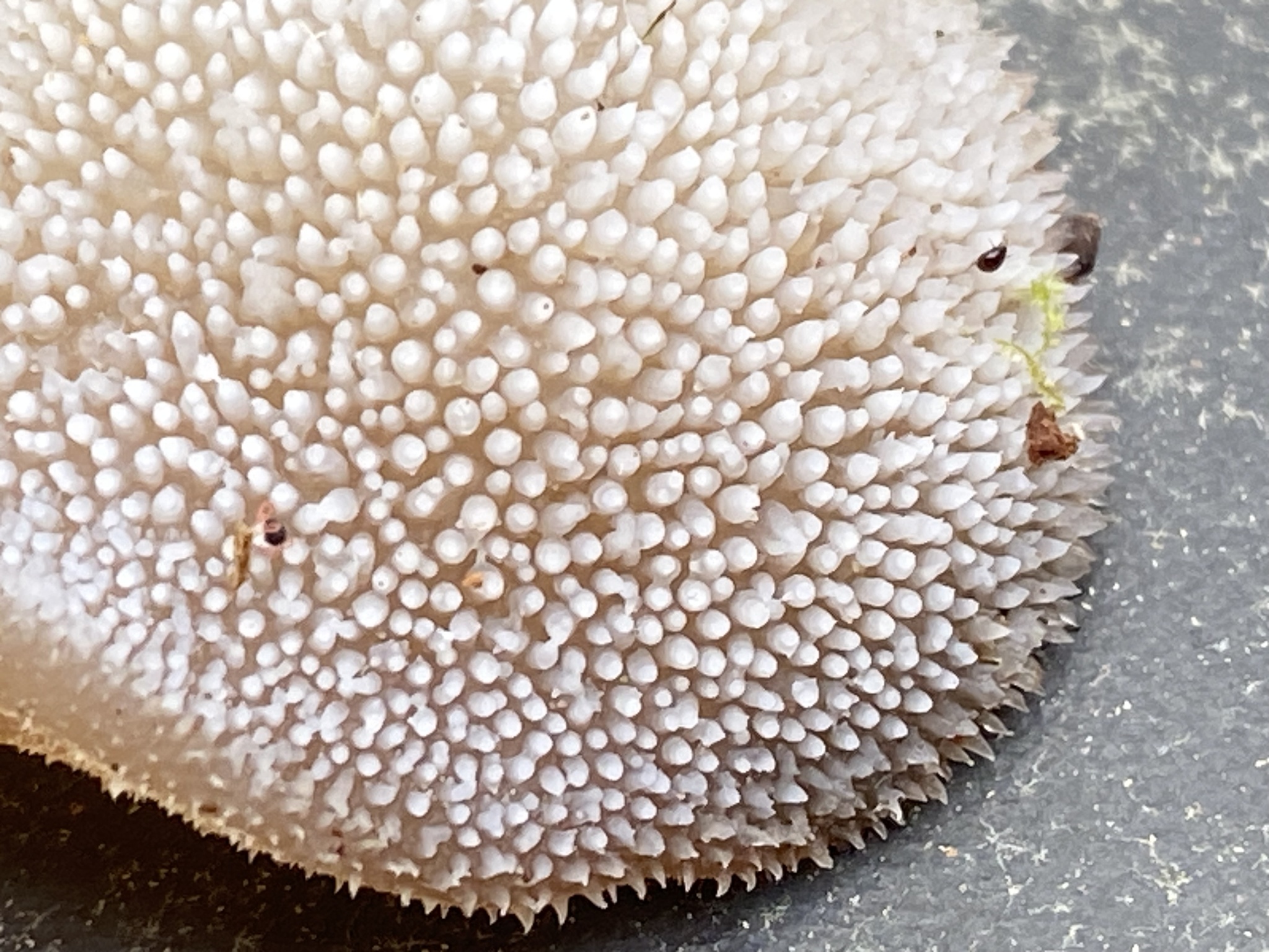 Observation mo-572371, Pseudohydnum gelatinosum