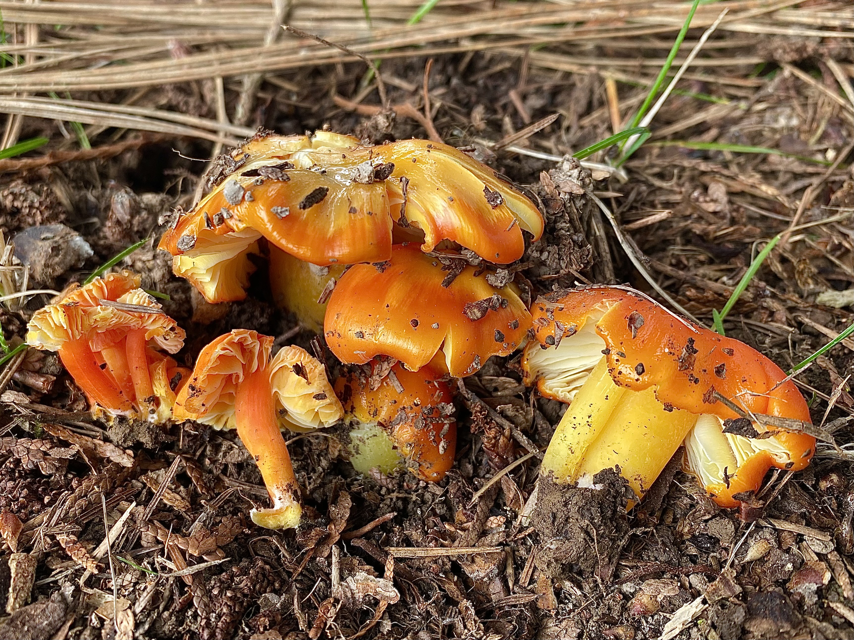 Observation mo-572544, Hygrocybe aurantiosplendens