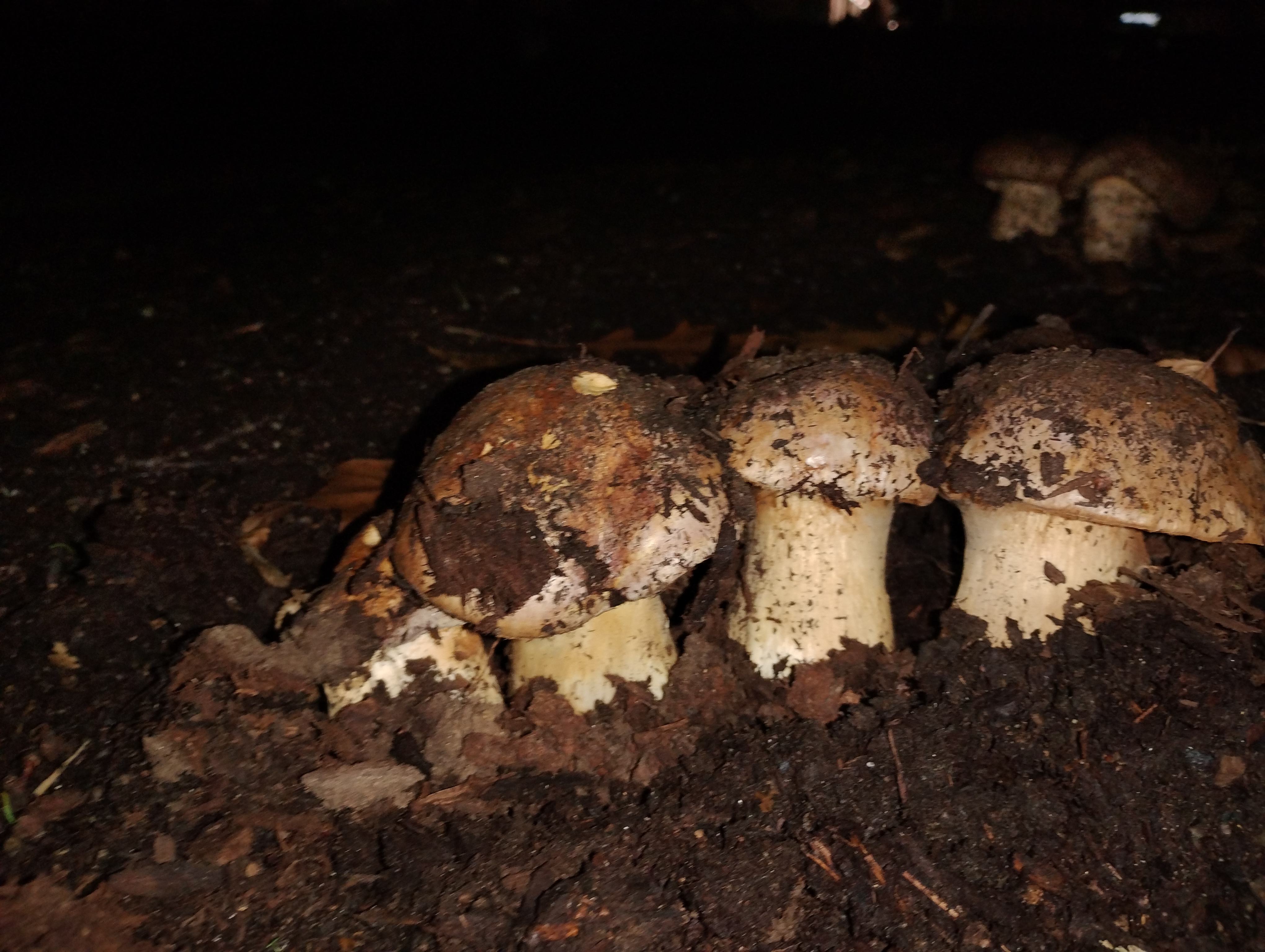Observation mo-572726, Boletus pinophilus