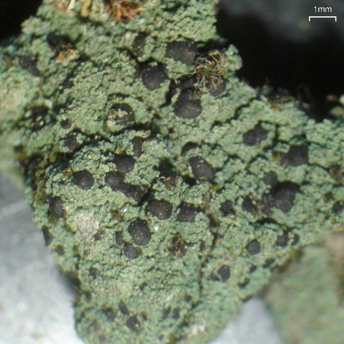Observation mo-57314, Lecidea berengeriana