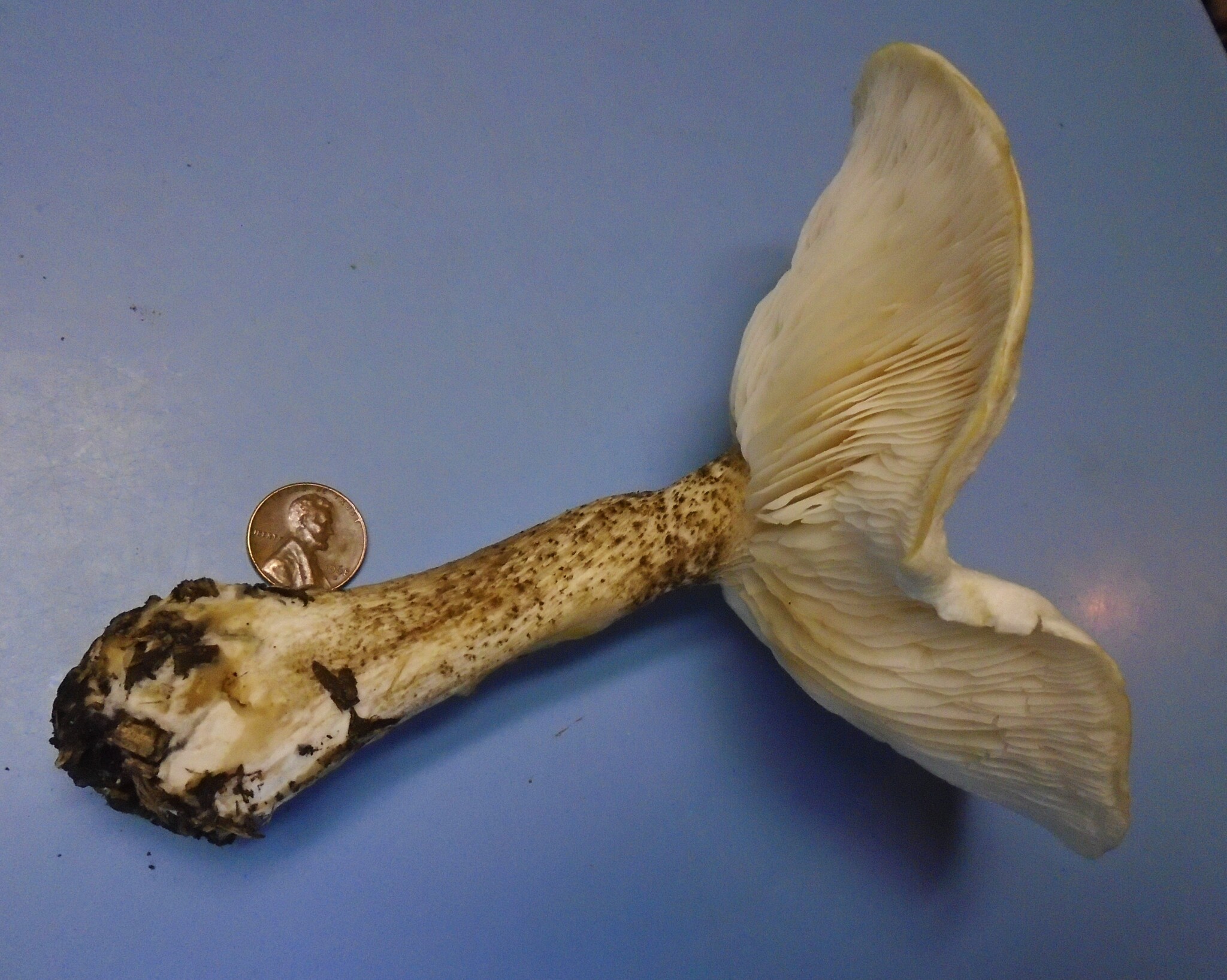 Observation mo-574116, Melanoleuca verrucipes