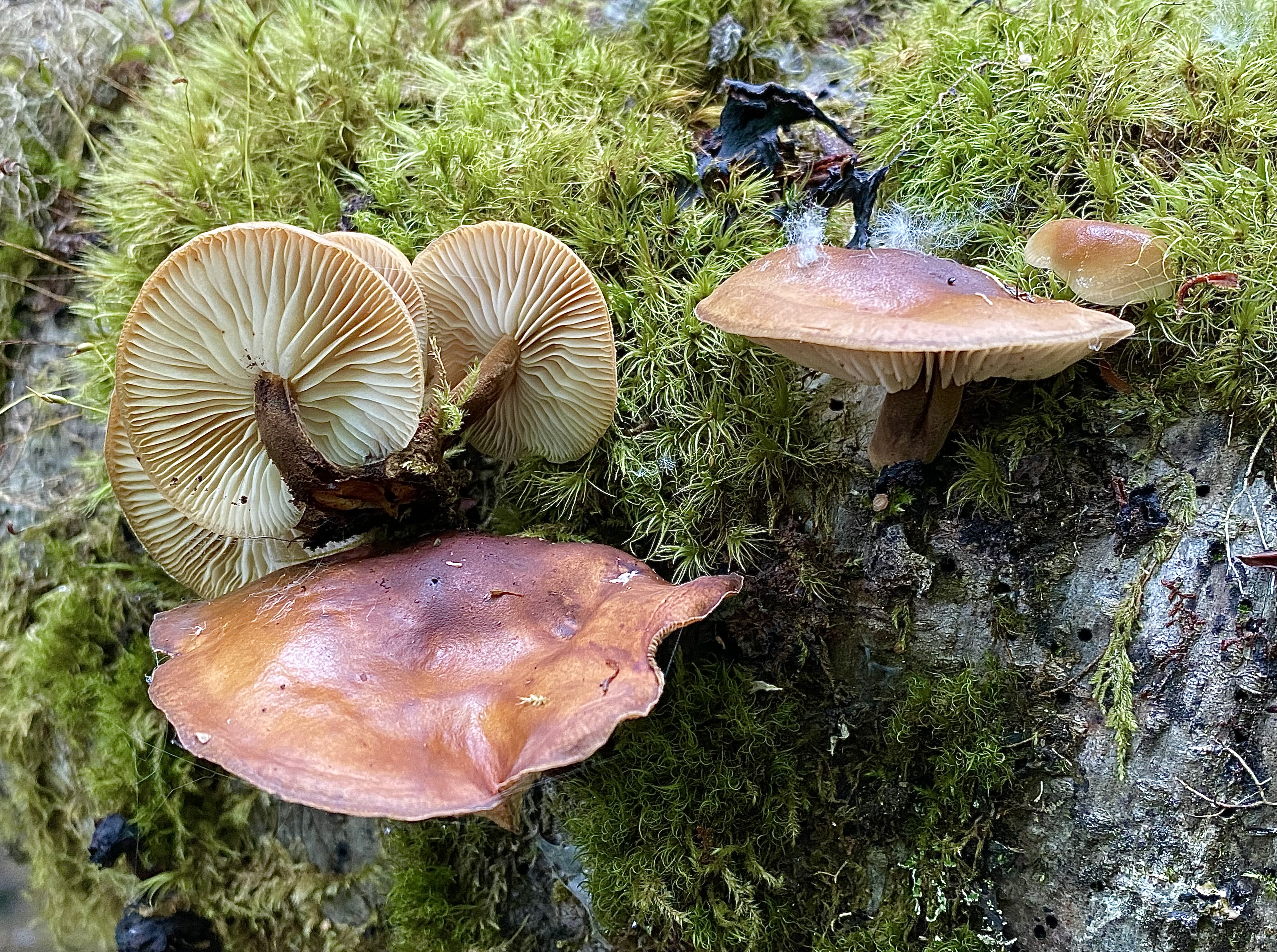 Observation mo-574886, Flammulina filiformis