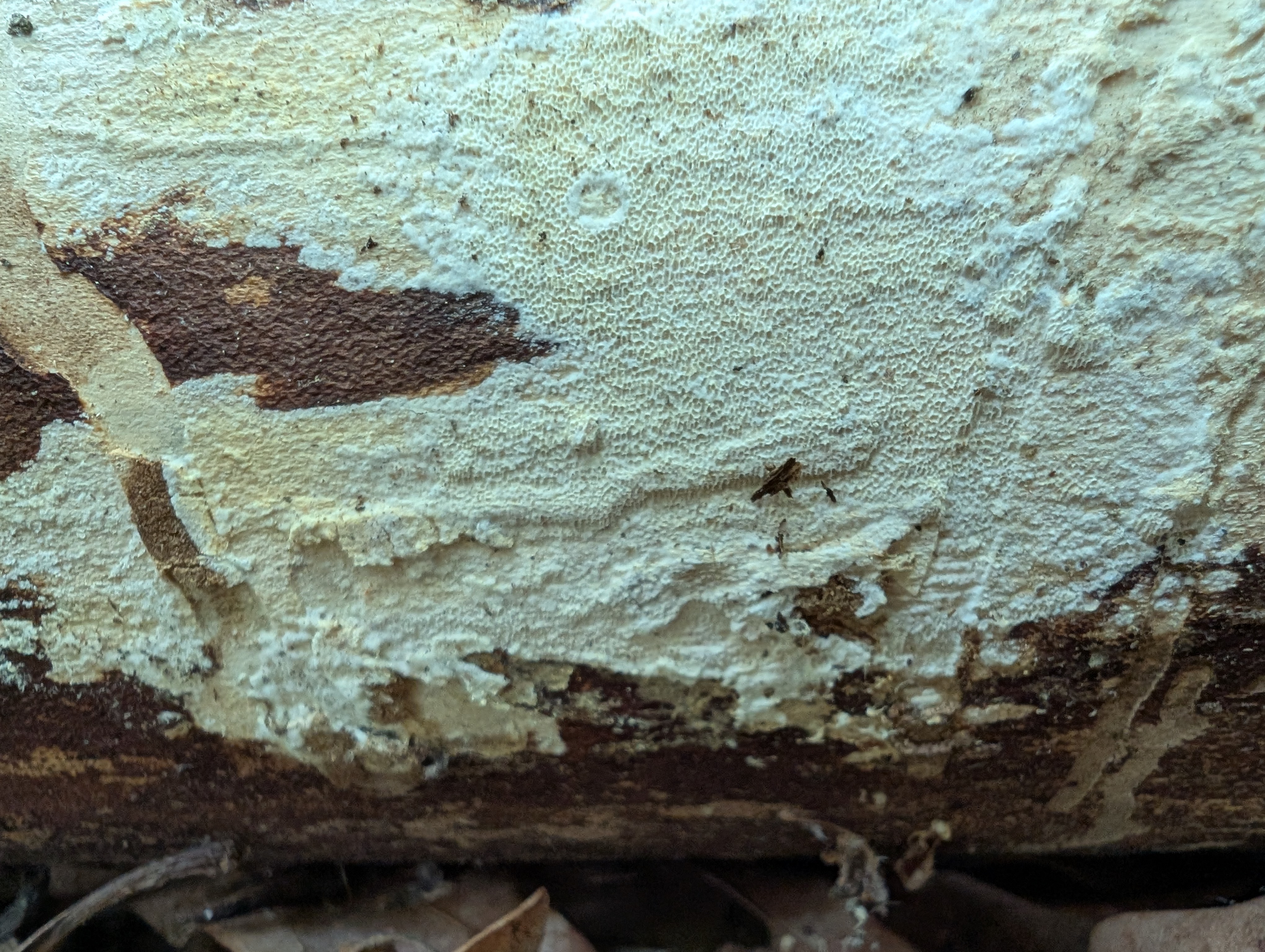 Observation mo-576239, Xylodon laurentianus