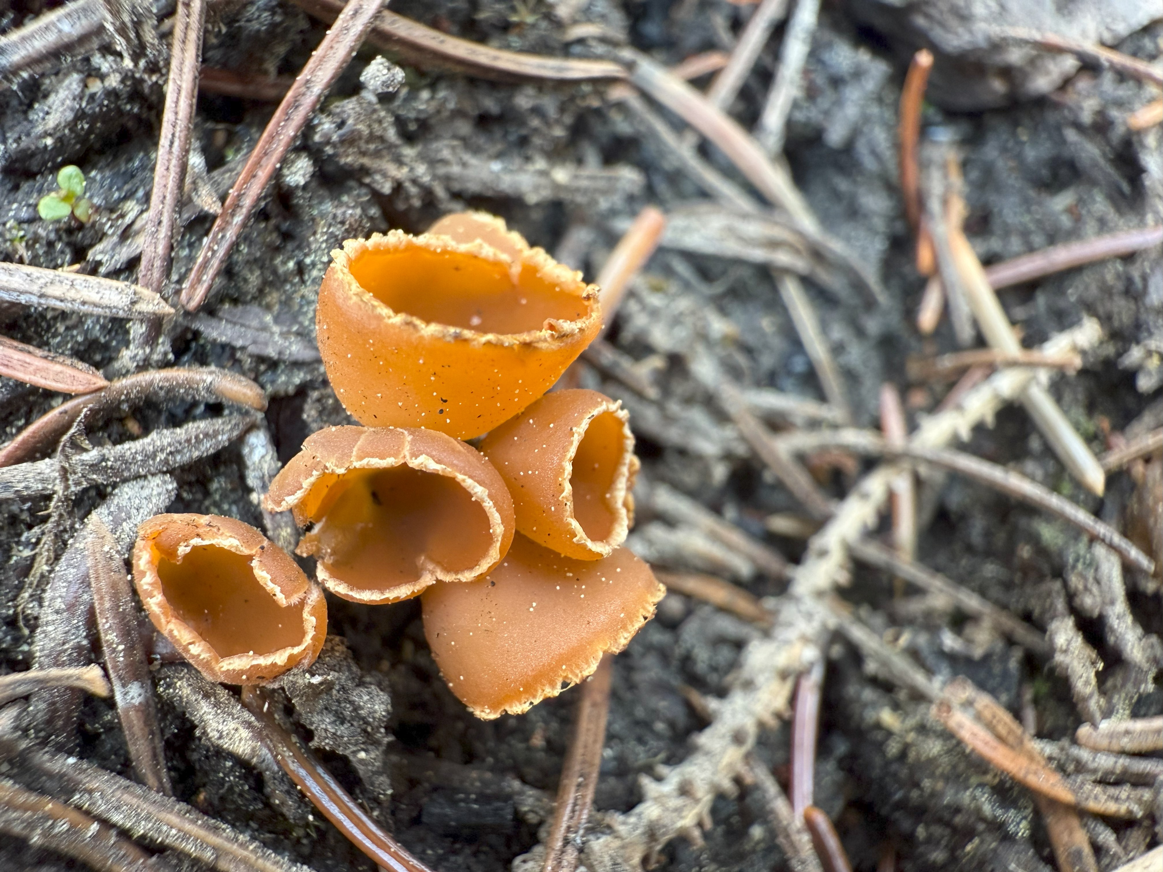 Observation mo-576841, Geopyxis carbonaria