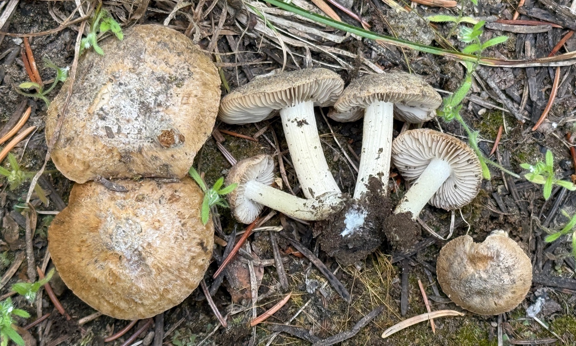 Observation mo-576955, Inocybe candidipes