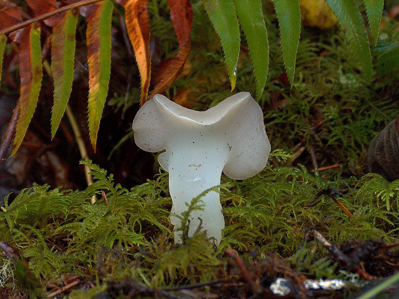 Observation mo-57734, Pseudohydnum gelatinosum