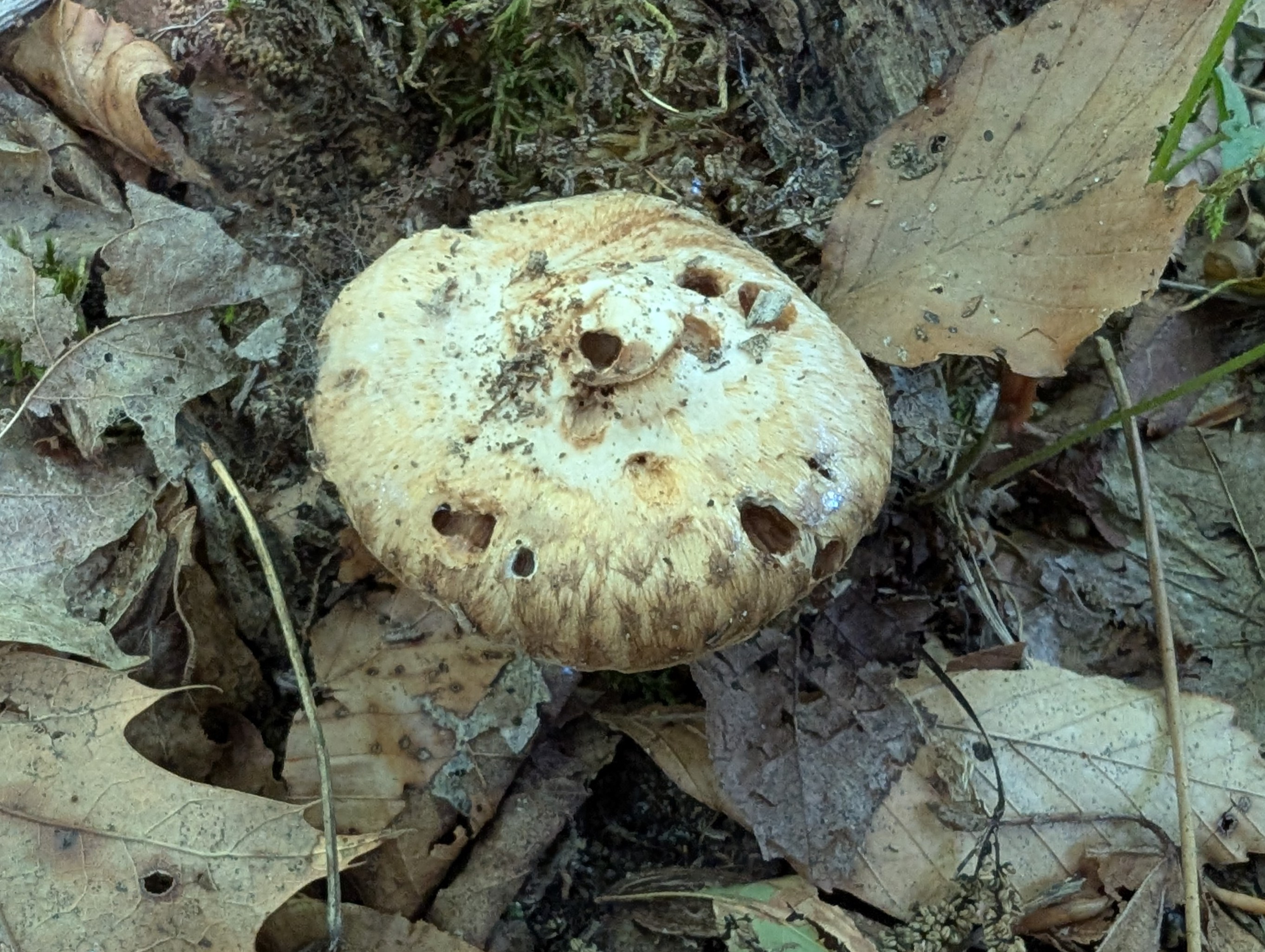 Observation mo-577818, Inocybe dulciolens
