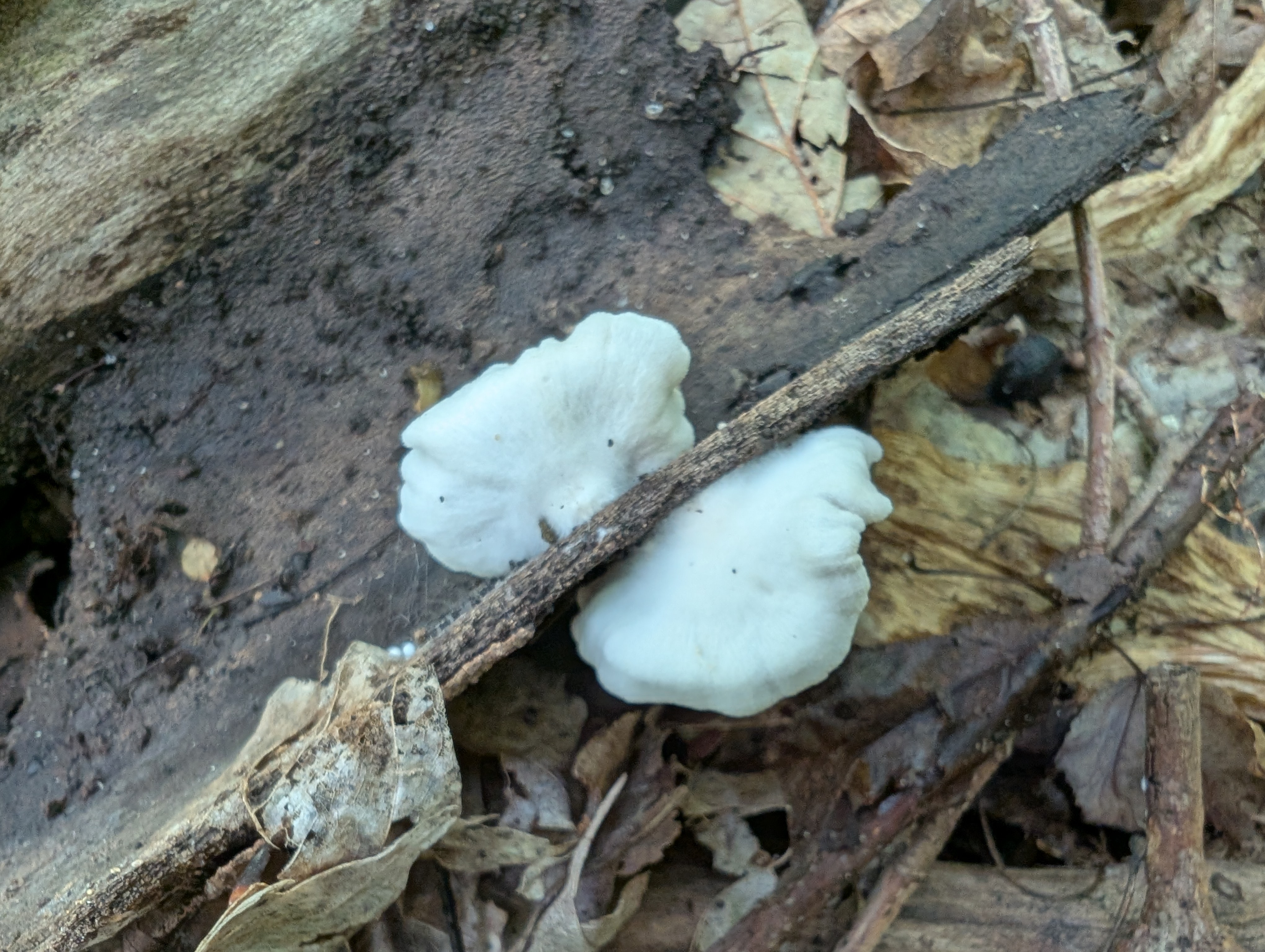 Observation mo-578663, Crepidotus occidentalis