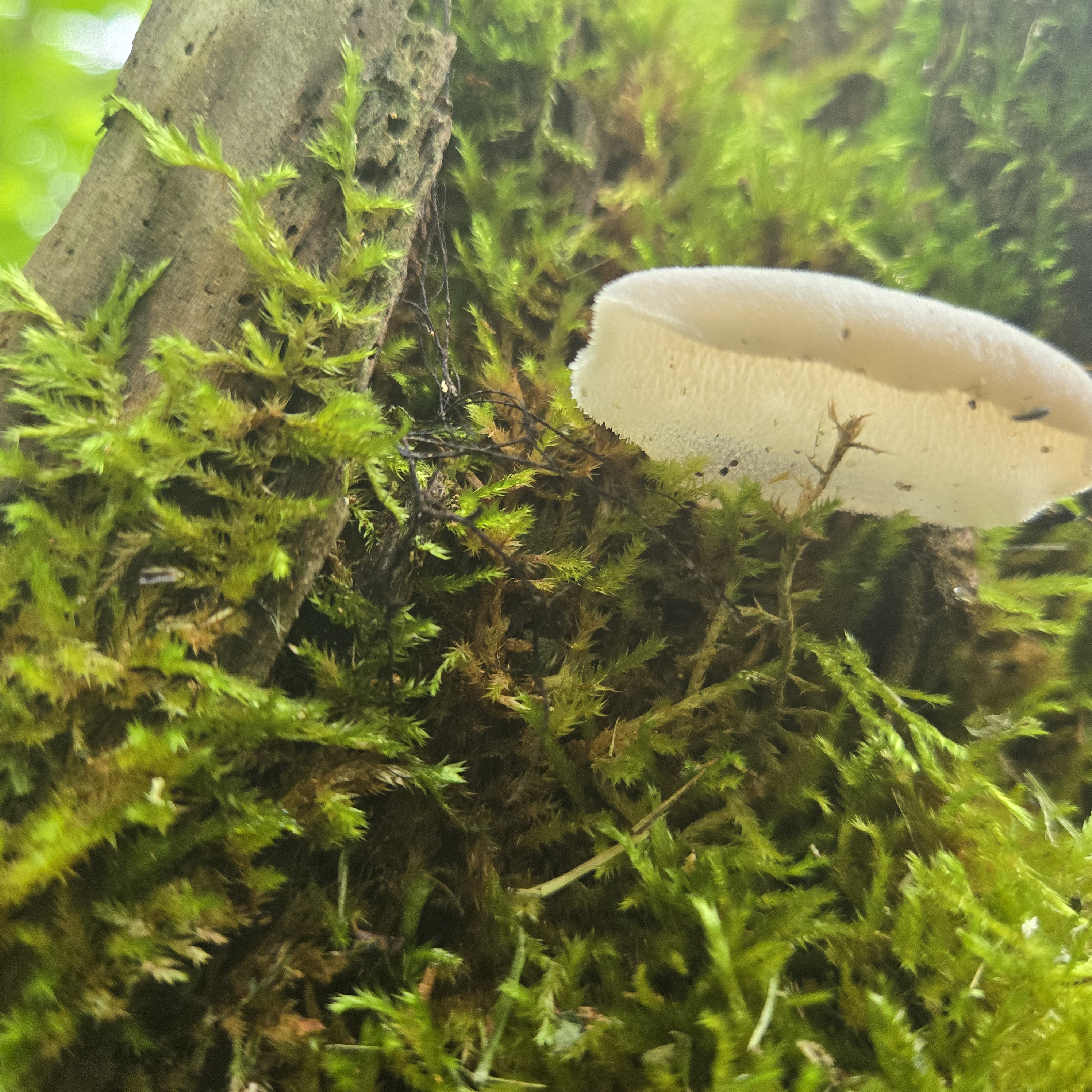Observation mo-578997, Pseudohydnum gelatinosum