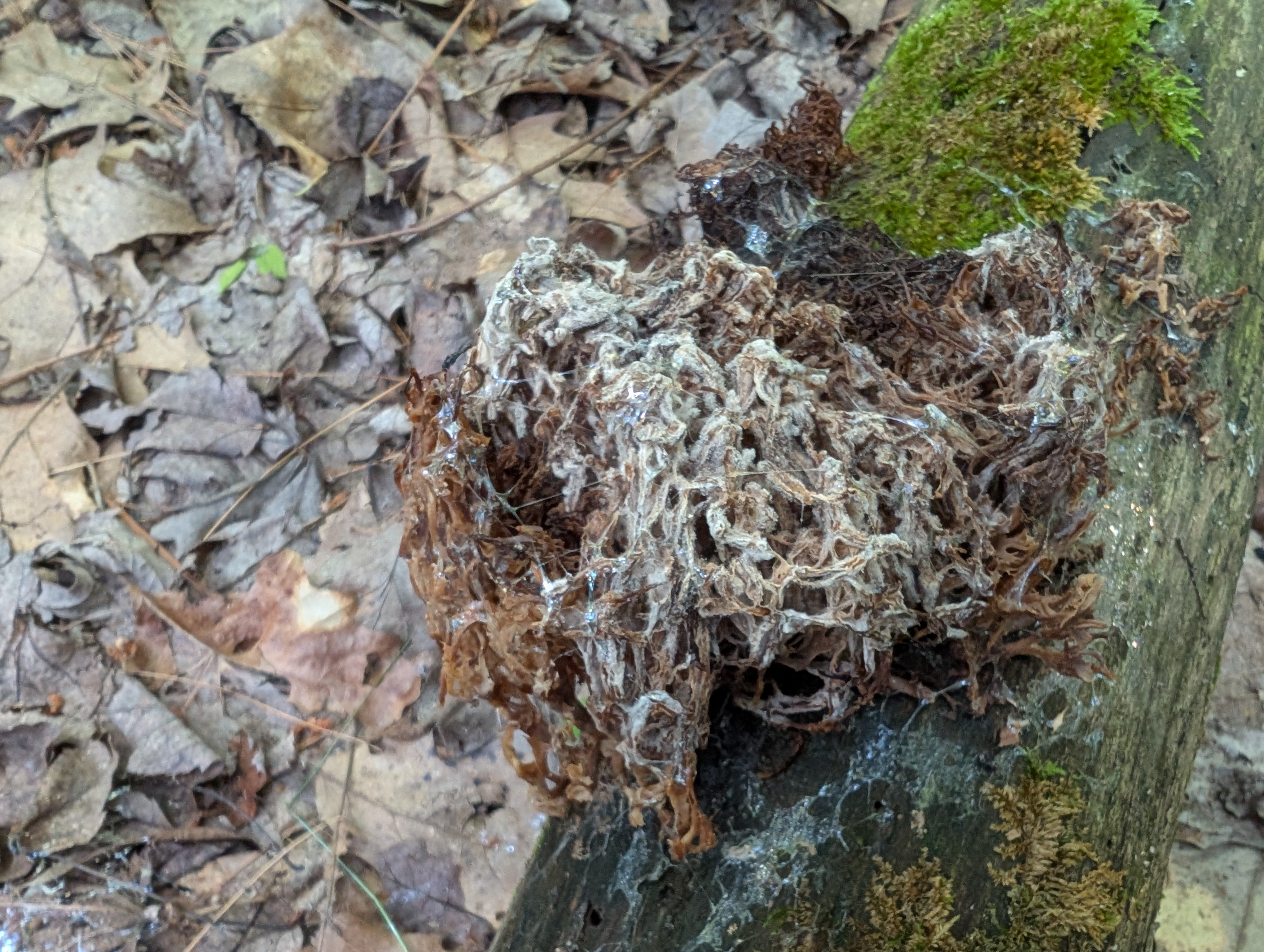 Observation mo-581324, Mycogone calospora