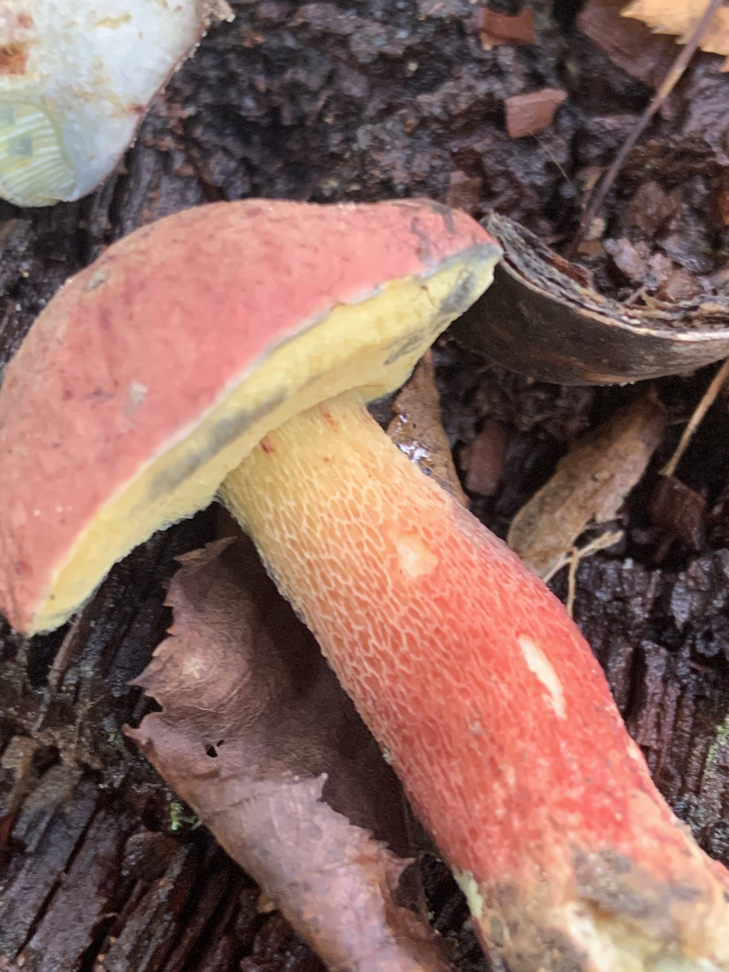 Observation mo-581791, Butyriboletus billieae