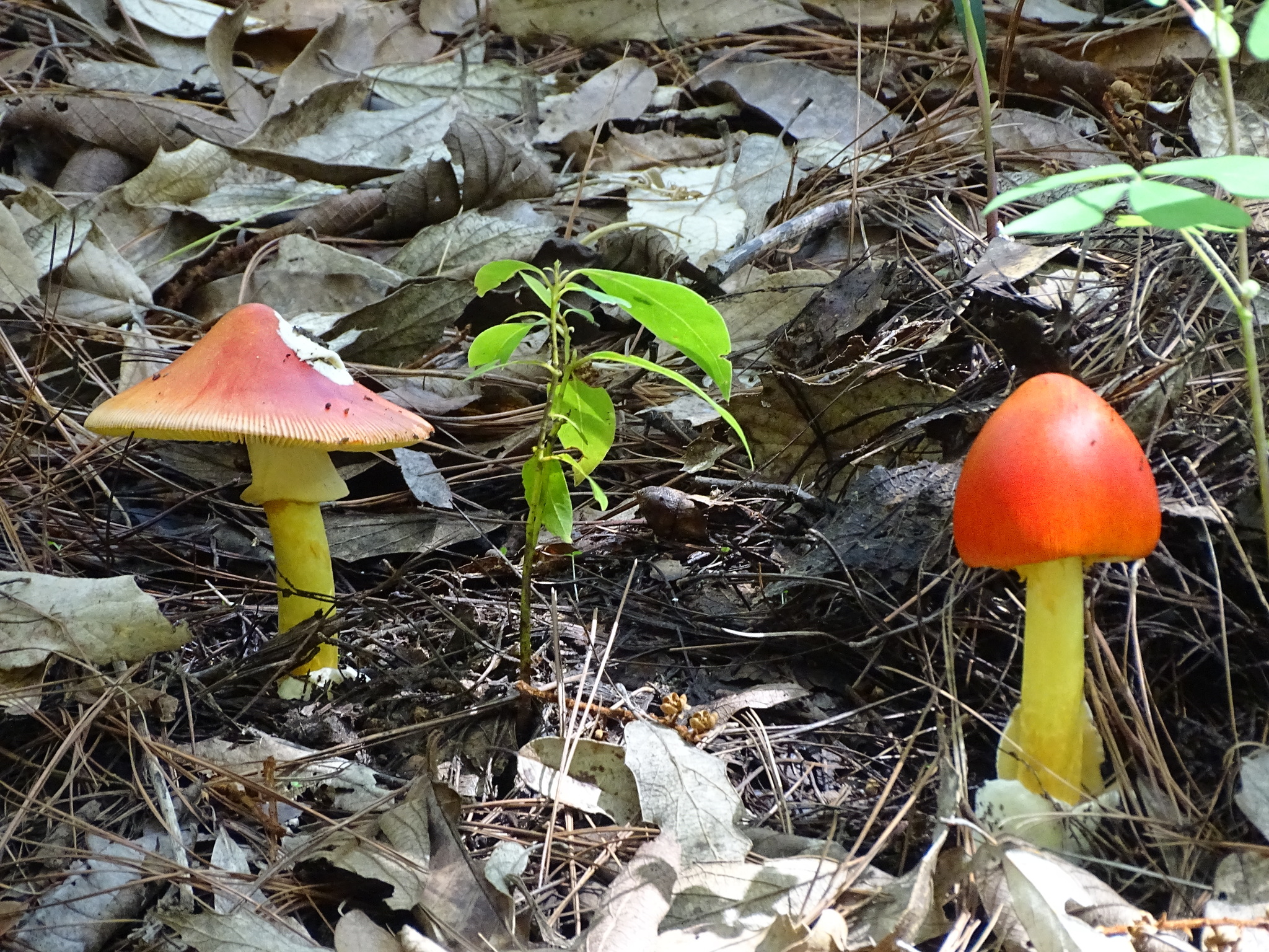 Observation mo-585744, Amanita caesarea