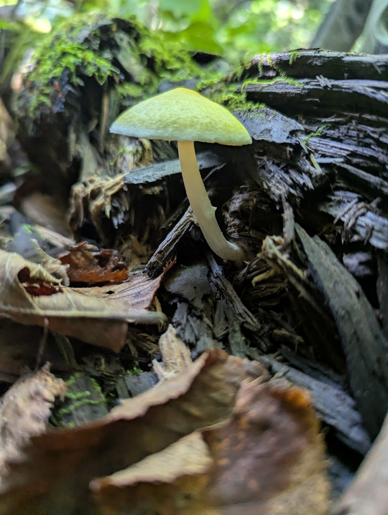 Observation mo-585843, Pluteus mammillatus