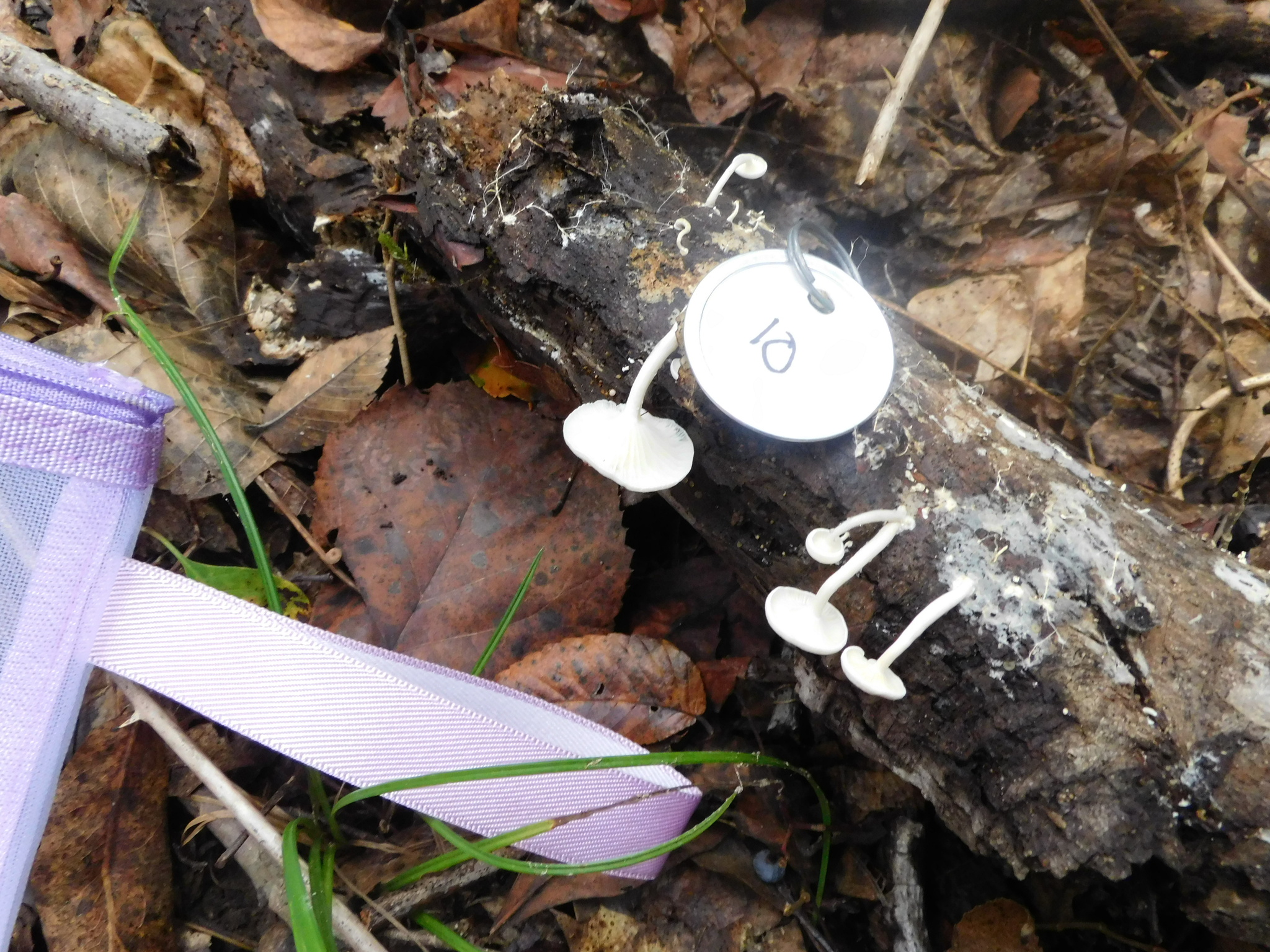 Observation mo-586513, Clitocybe peralbida