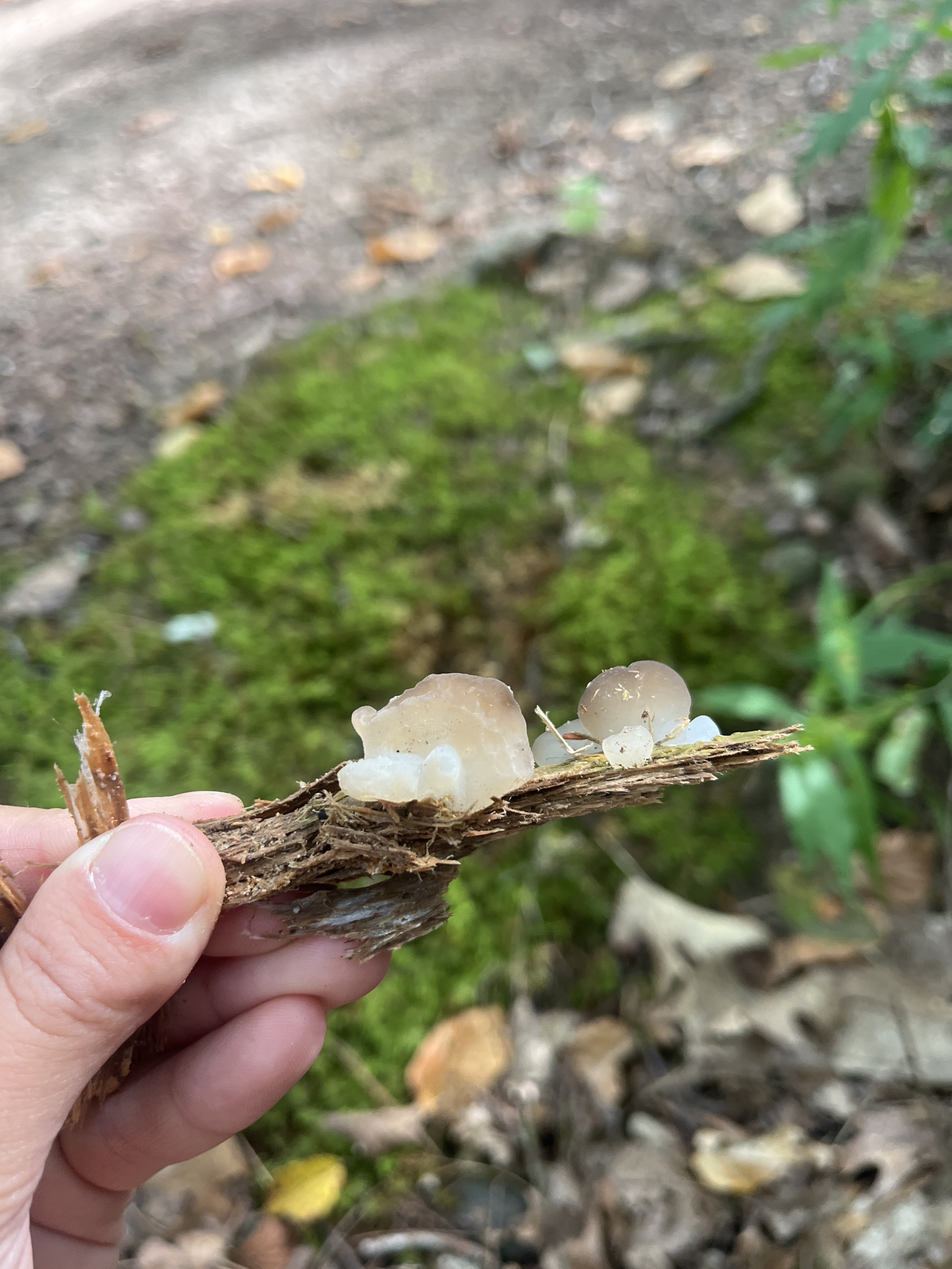 Observation mo-586795, Pseudohydnum gelatinosum