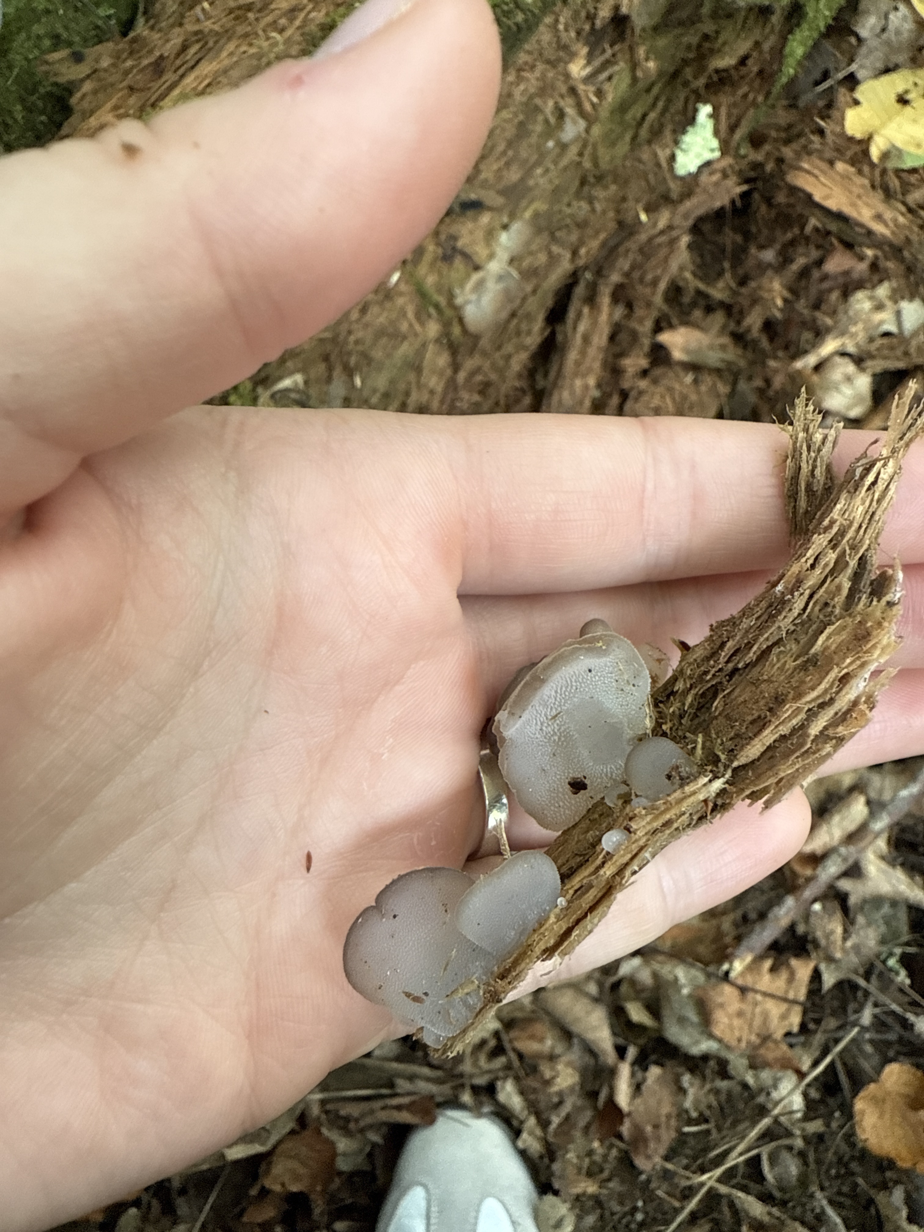 Observation mo-586823, Pseudohydnum gelatinosum