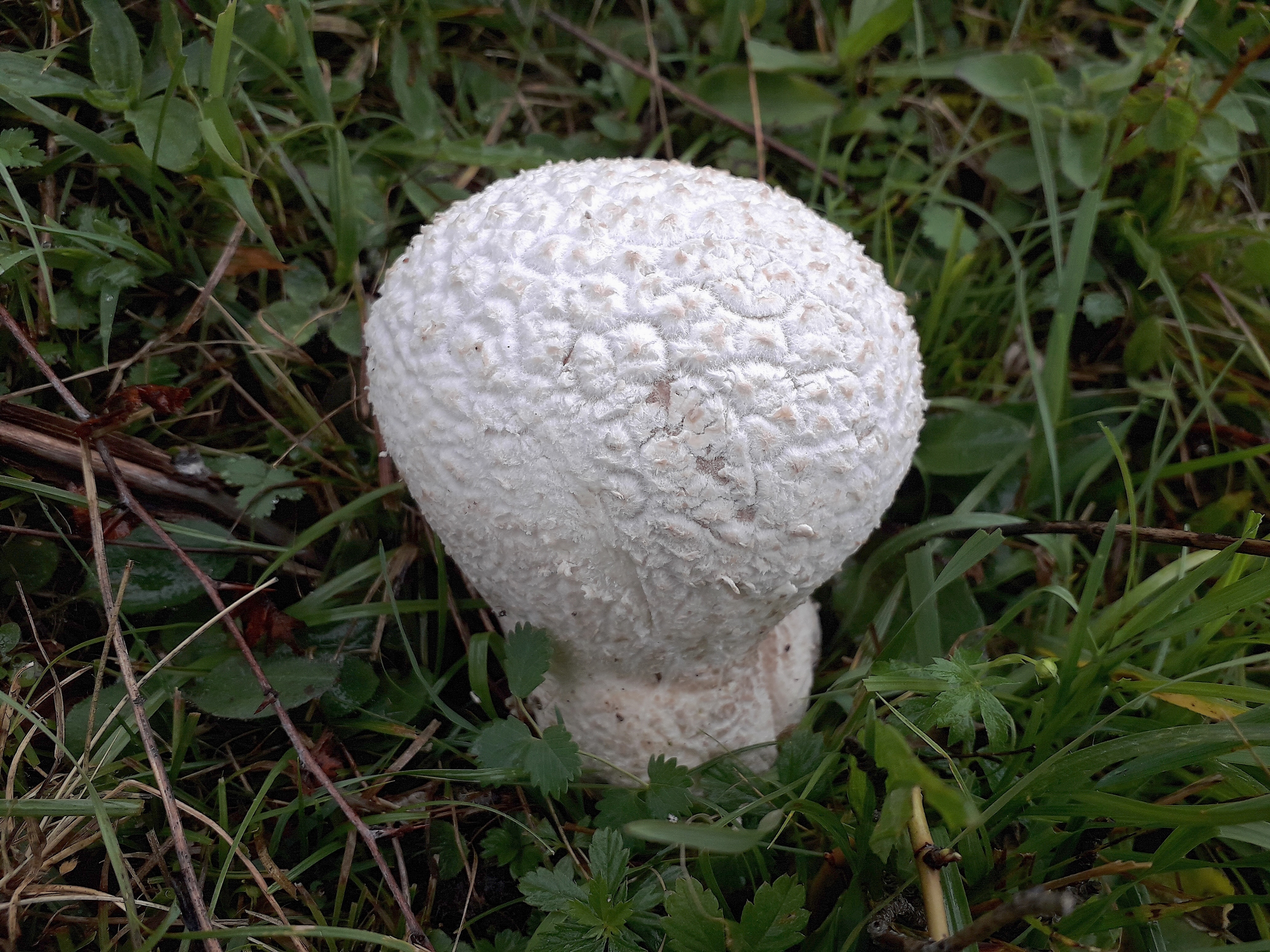 Observation mo-588117, Bovistella utriformis