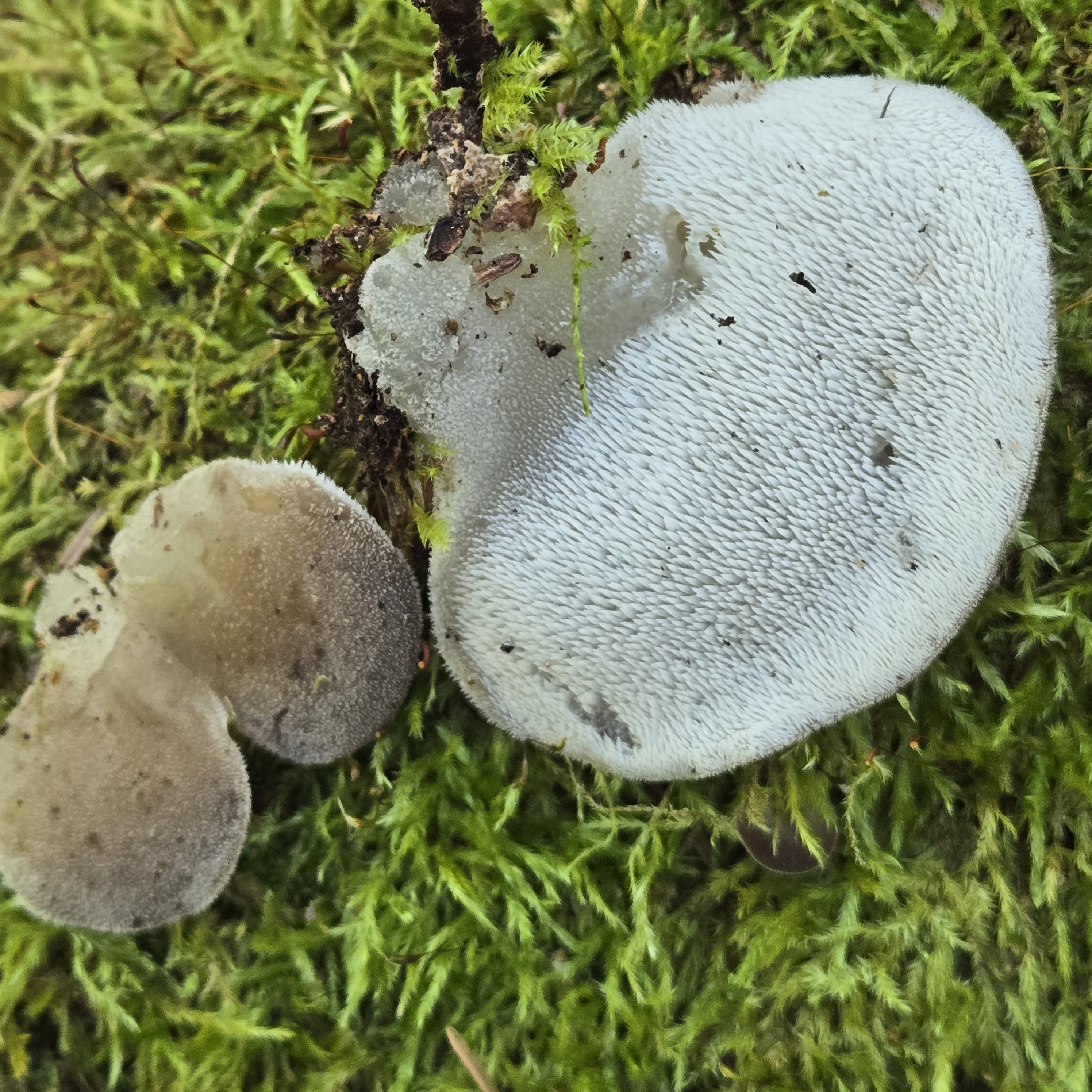 Observation mo-589743, Pseudohydnum gelatinosum