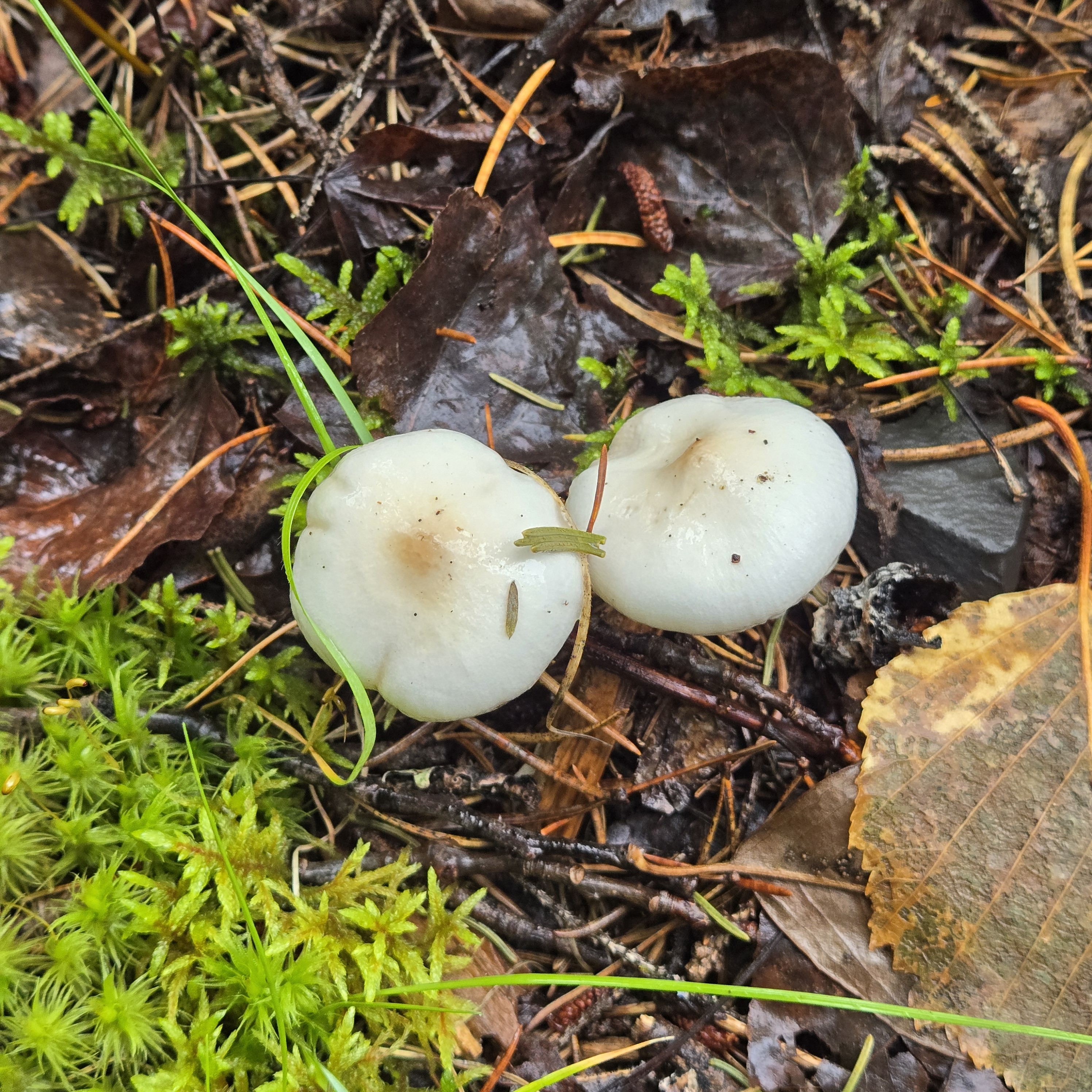 Observation mo-589880, Zhuliangomyces illinitus
