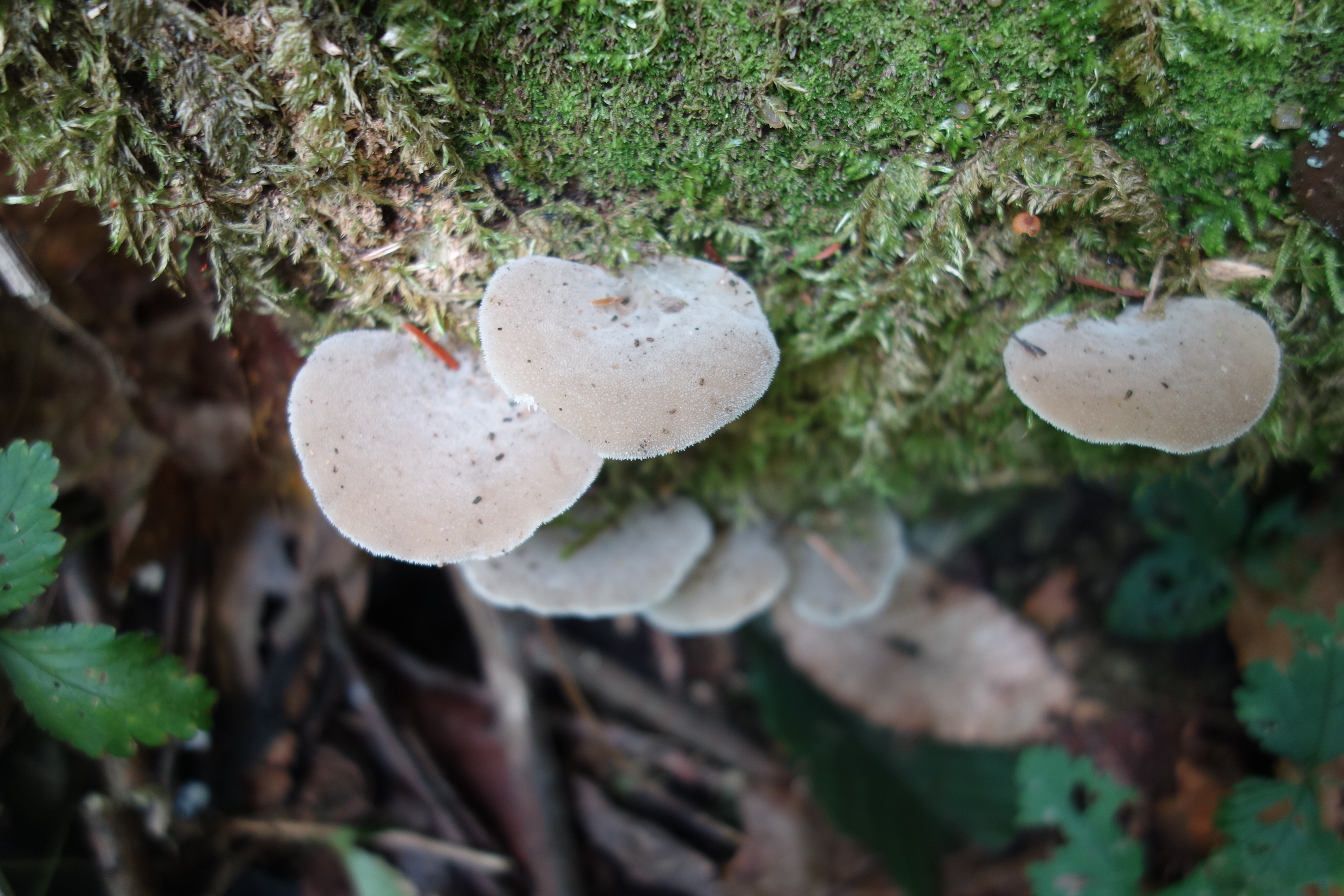 Observation mo-590006, Pseudohydnum gelatinosum