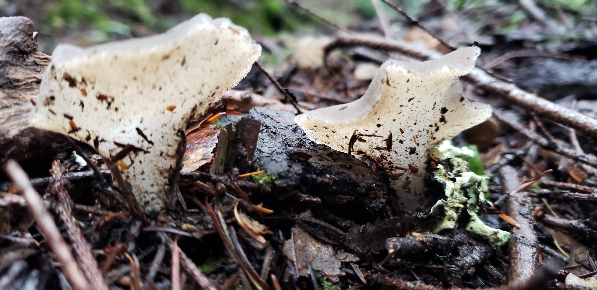 Observation mo-590217, Pseudohydnum gelatinosum