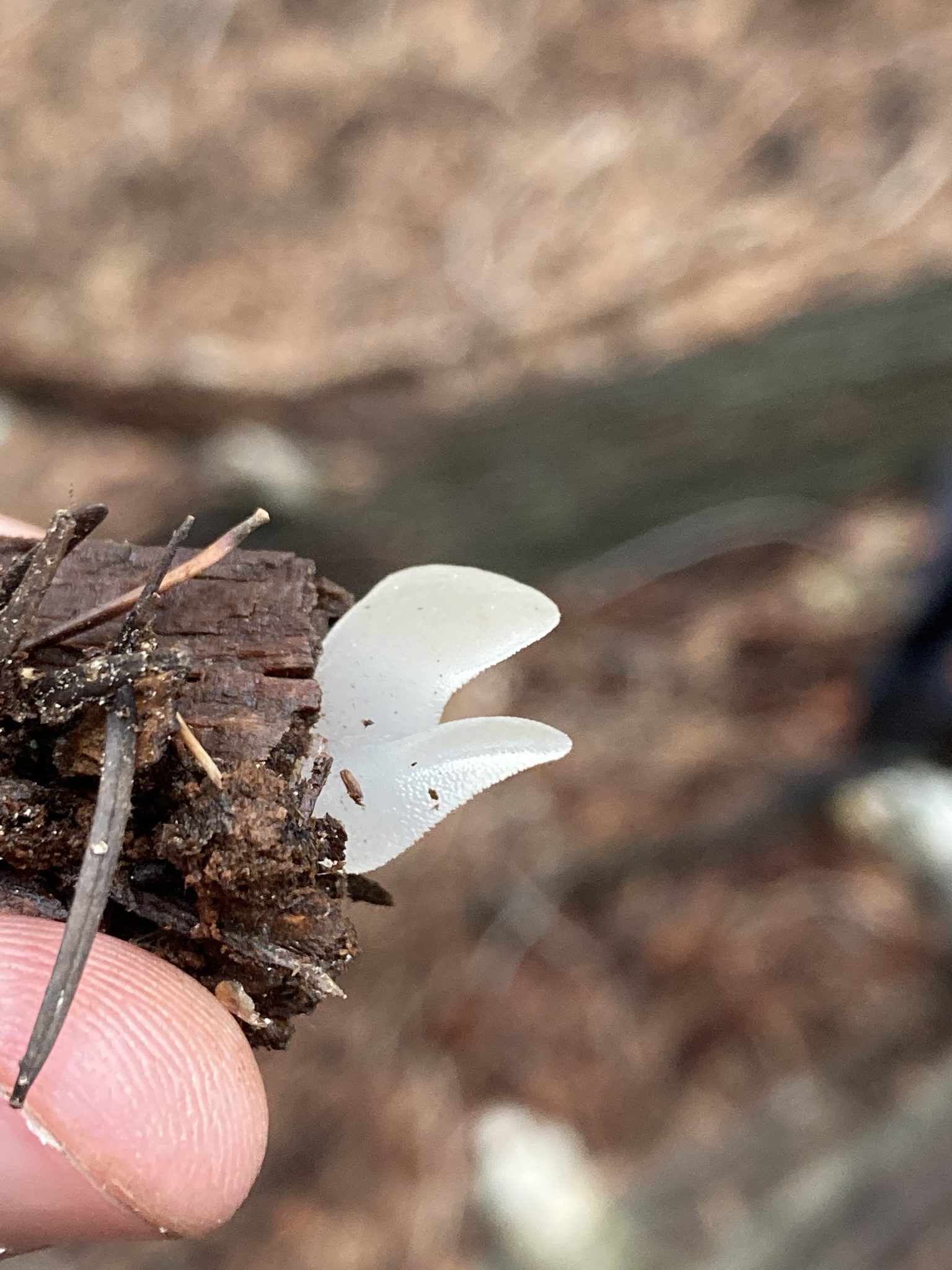 Observation mo-590352, Pseudohydnum gelatinosum