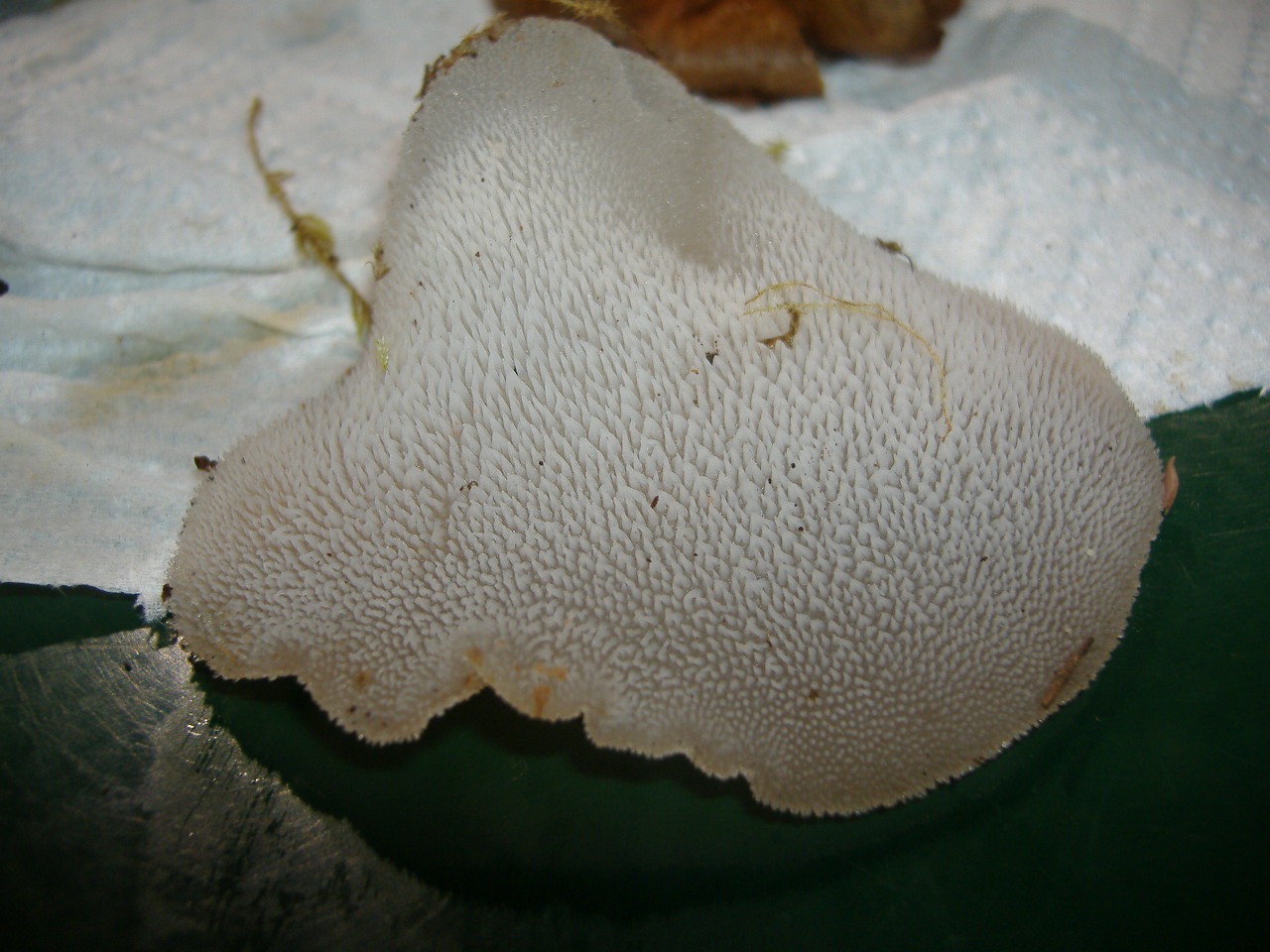 Observation mo-59072, Pseudohydnum gelatinosum