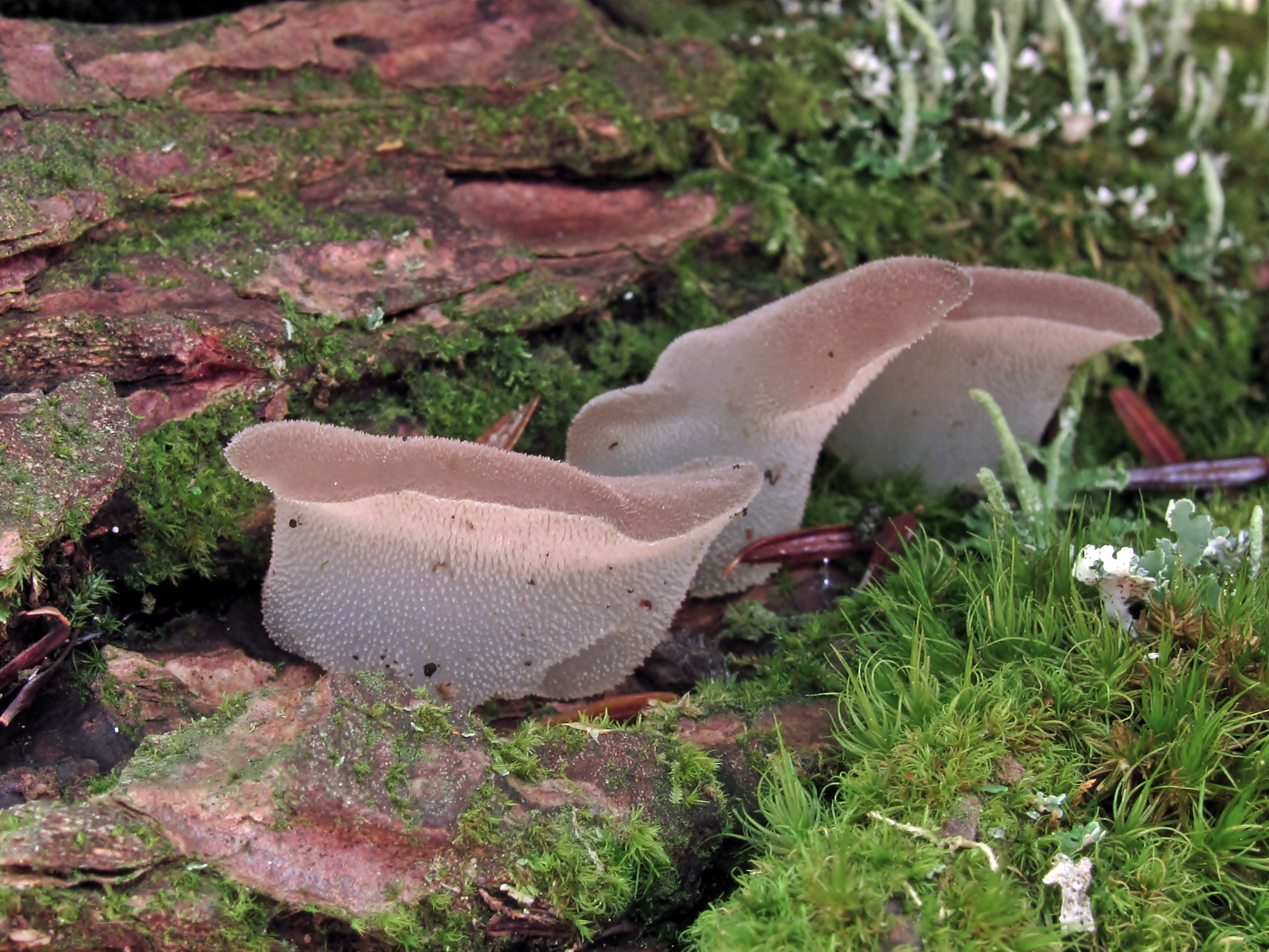 Observation mo-590723, Pseudohydnum gelatinosum