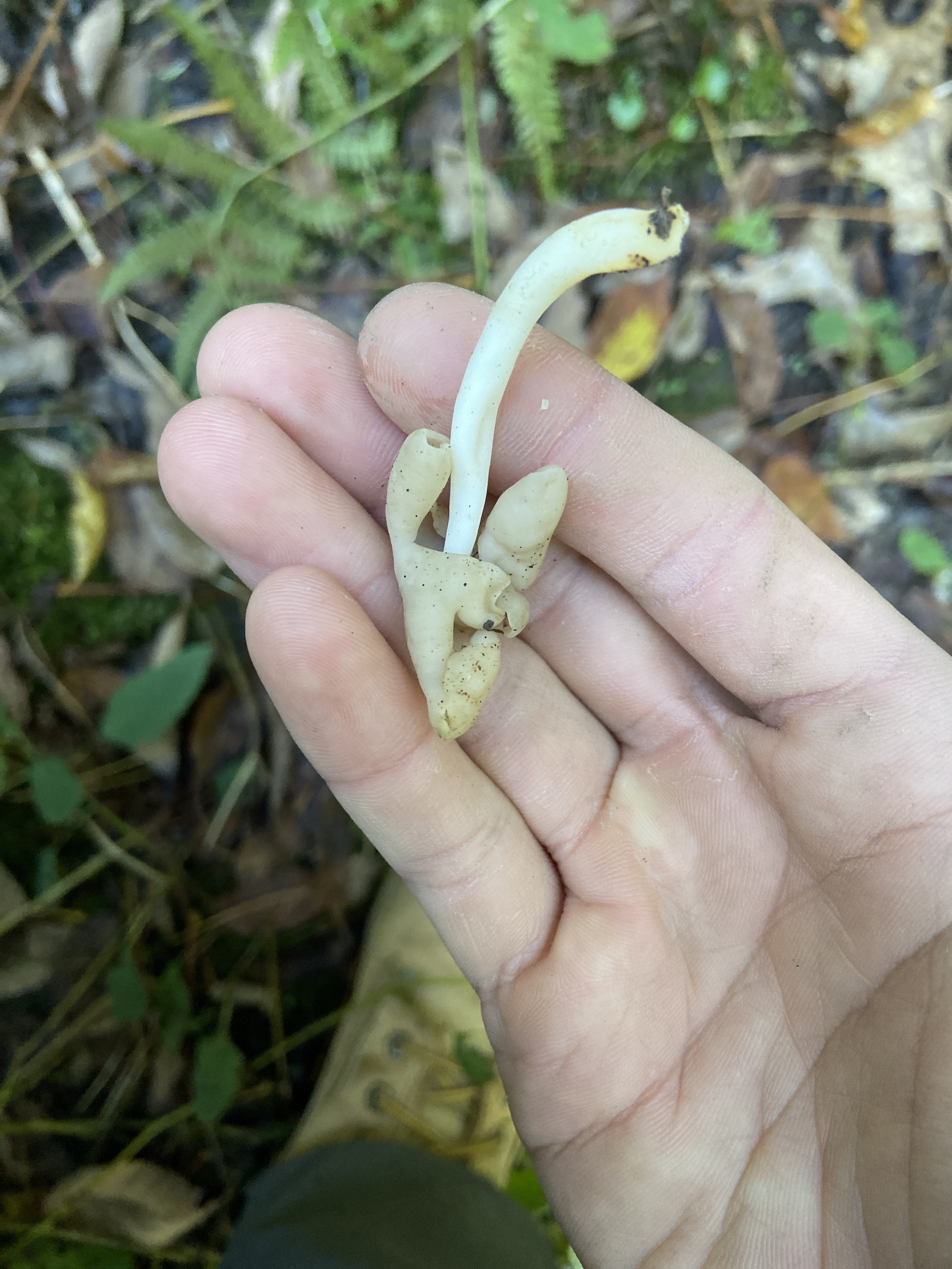 Observation mo-591322, Helvella elastica