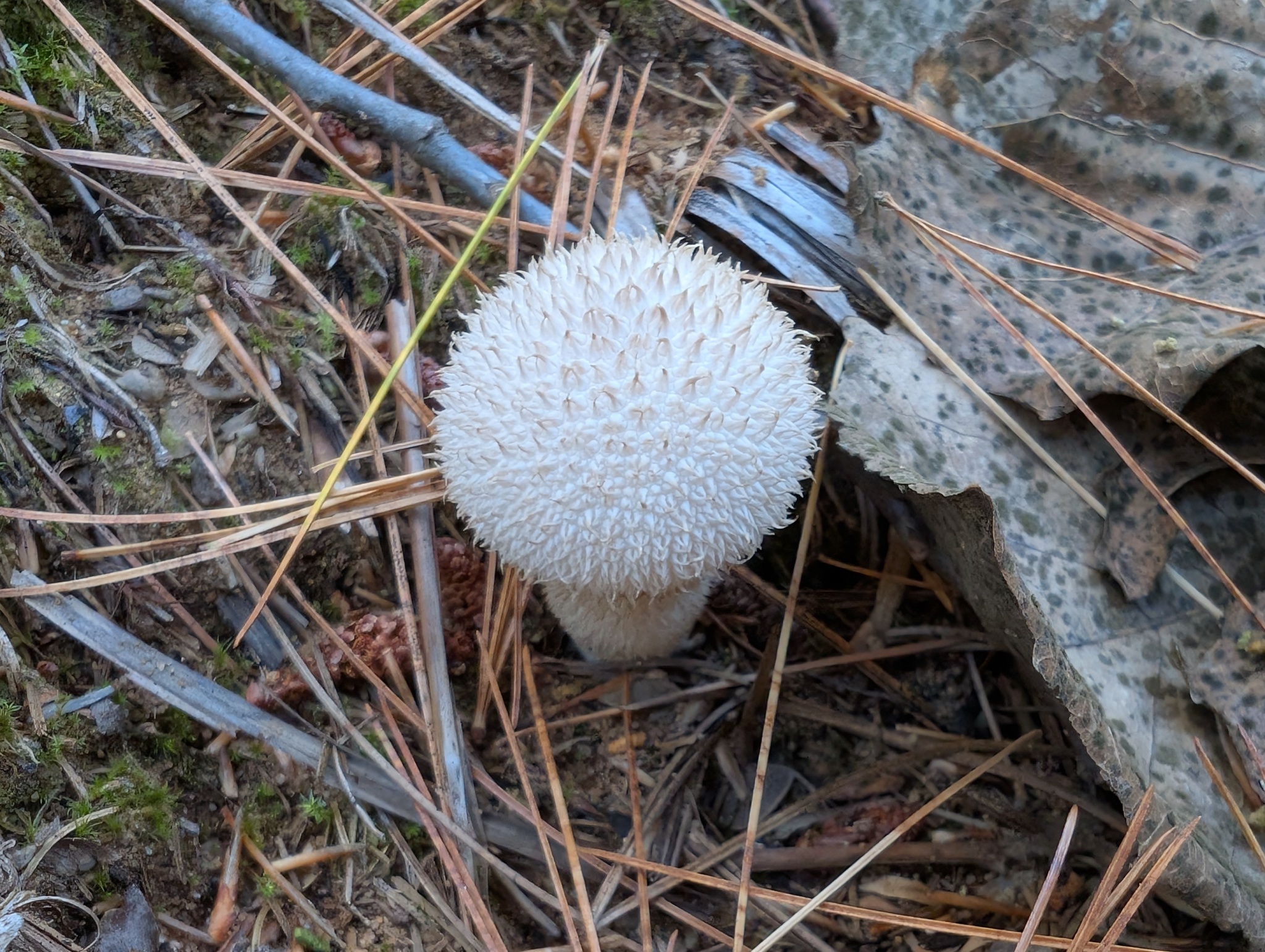 Observation mo-592273, Lycoperdon nigrescens