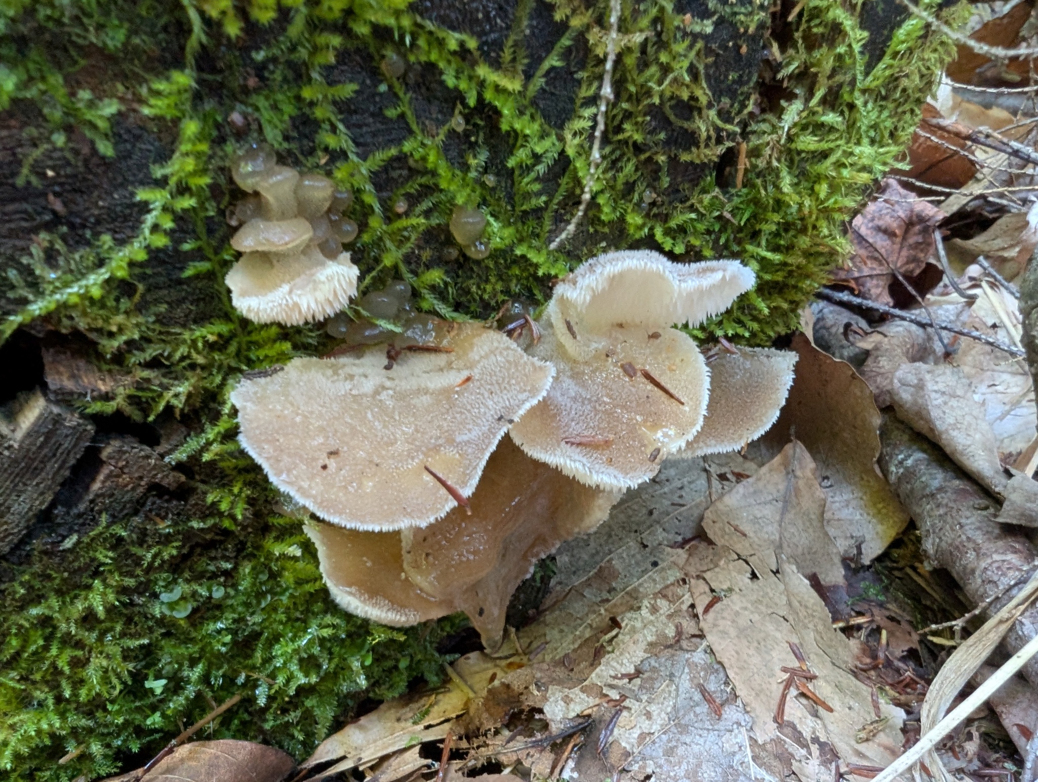 Observation mo-592404, Pseudohydnum gelatinosum