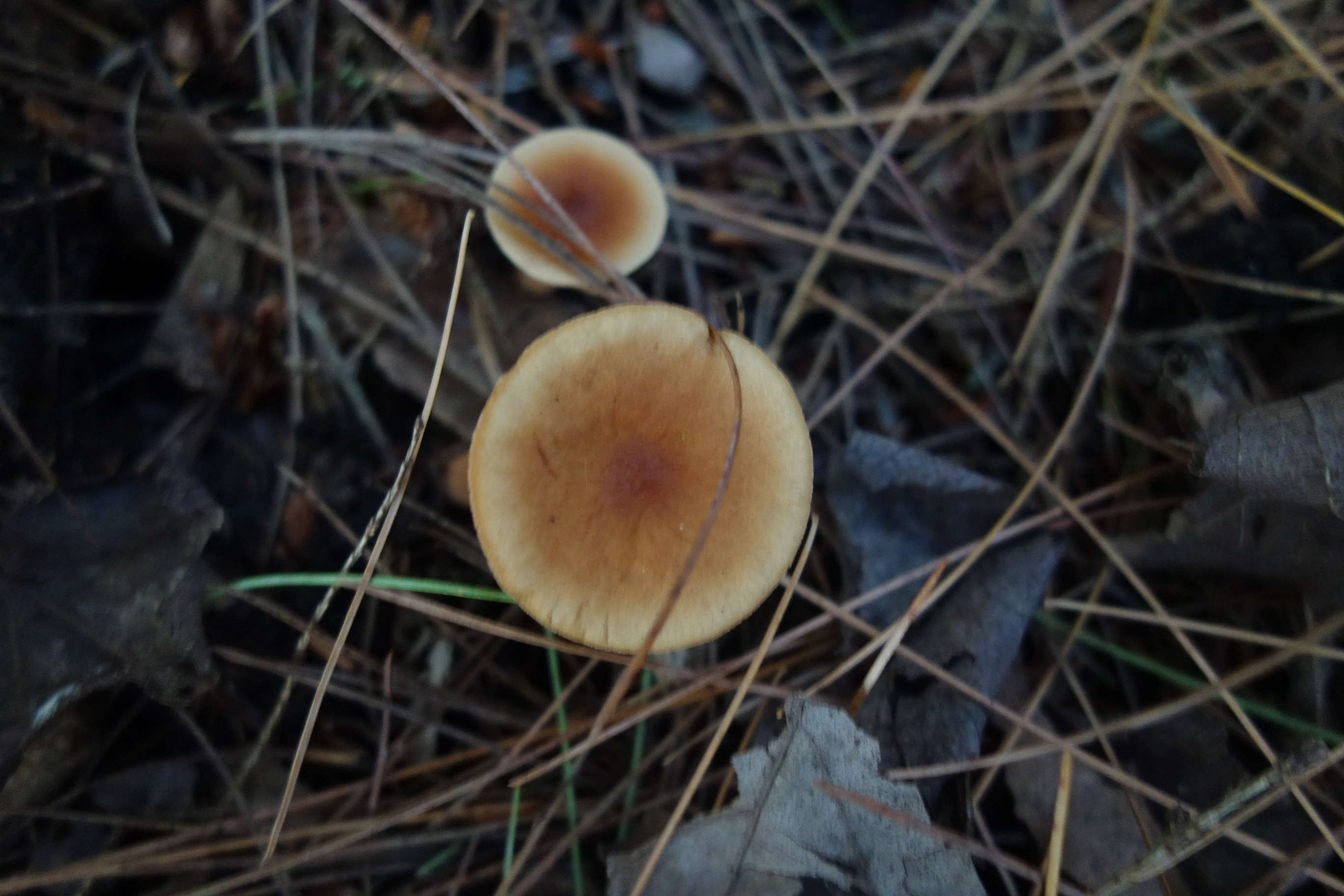 Observation mo-593676, Lactarius carbonicola