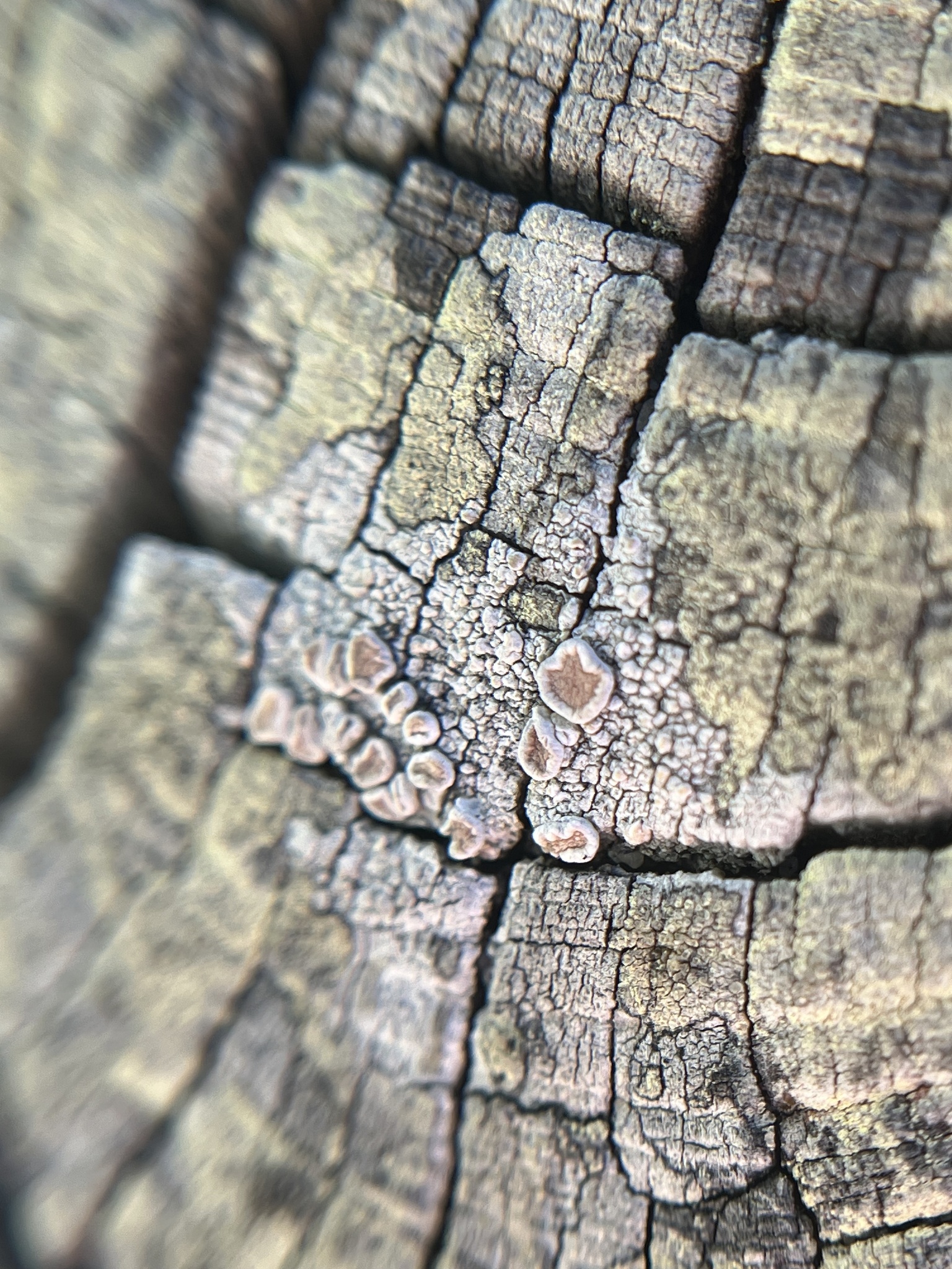 Observation mo-594193, Lecanora chlarotera