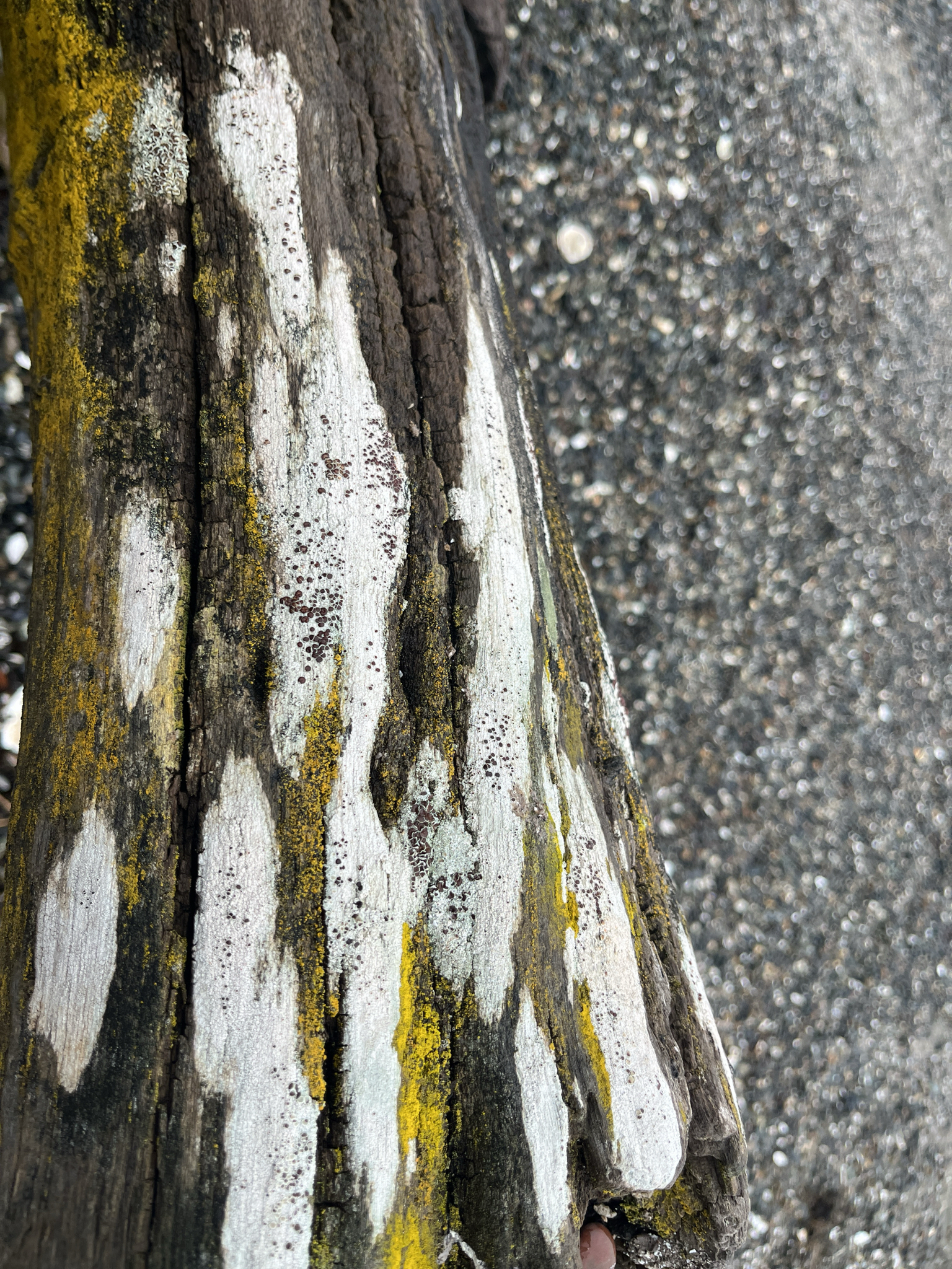 Observation mo-595083, Lecanora xylophila