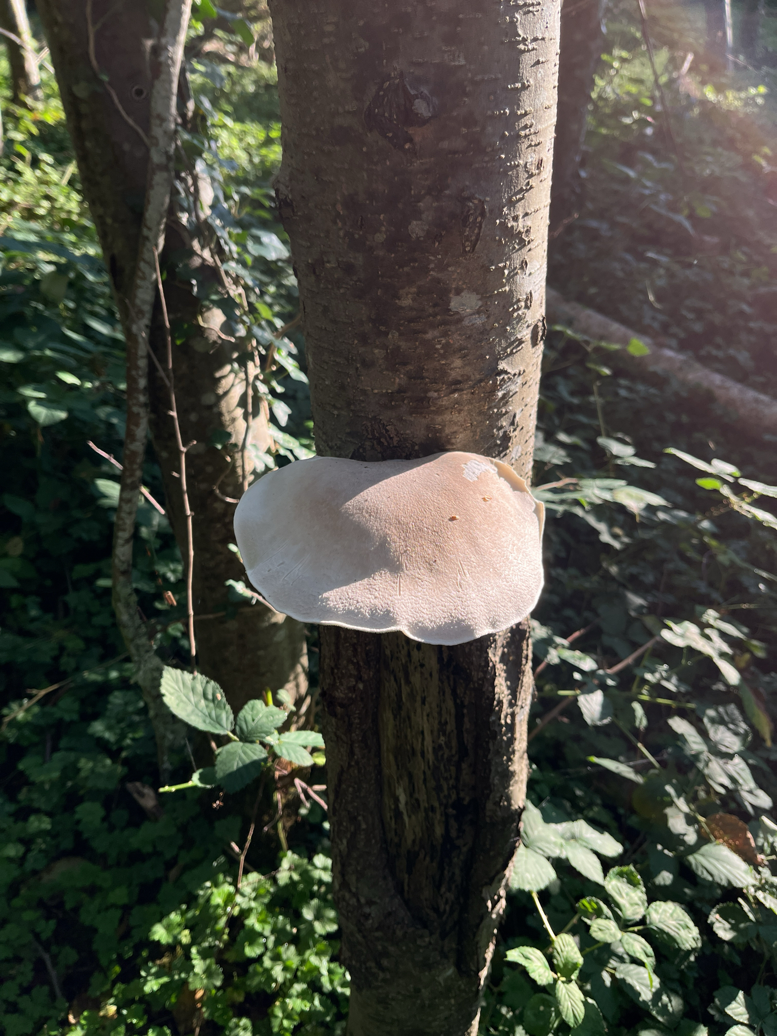 Observation mo-595901, Pleurotus dryinus