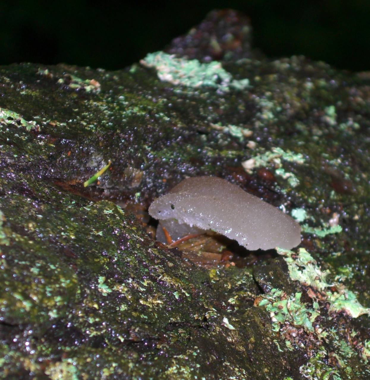 Observation mo-5962, Pseudohydnum gelatinosum