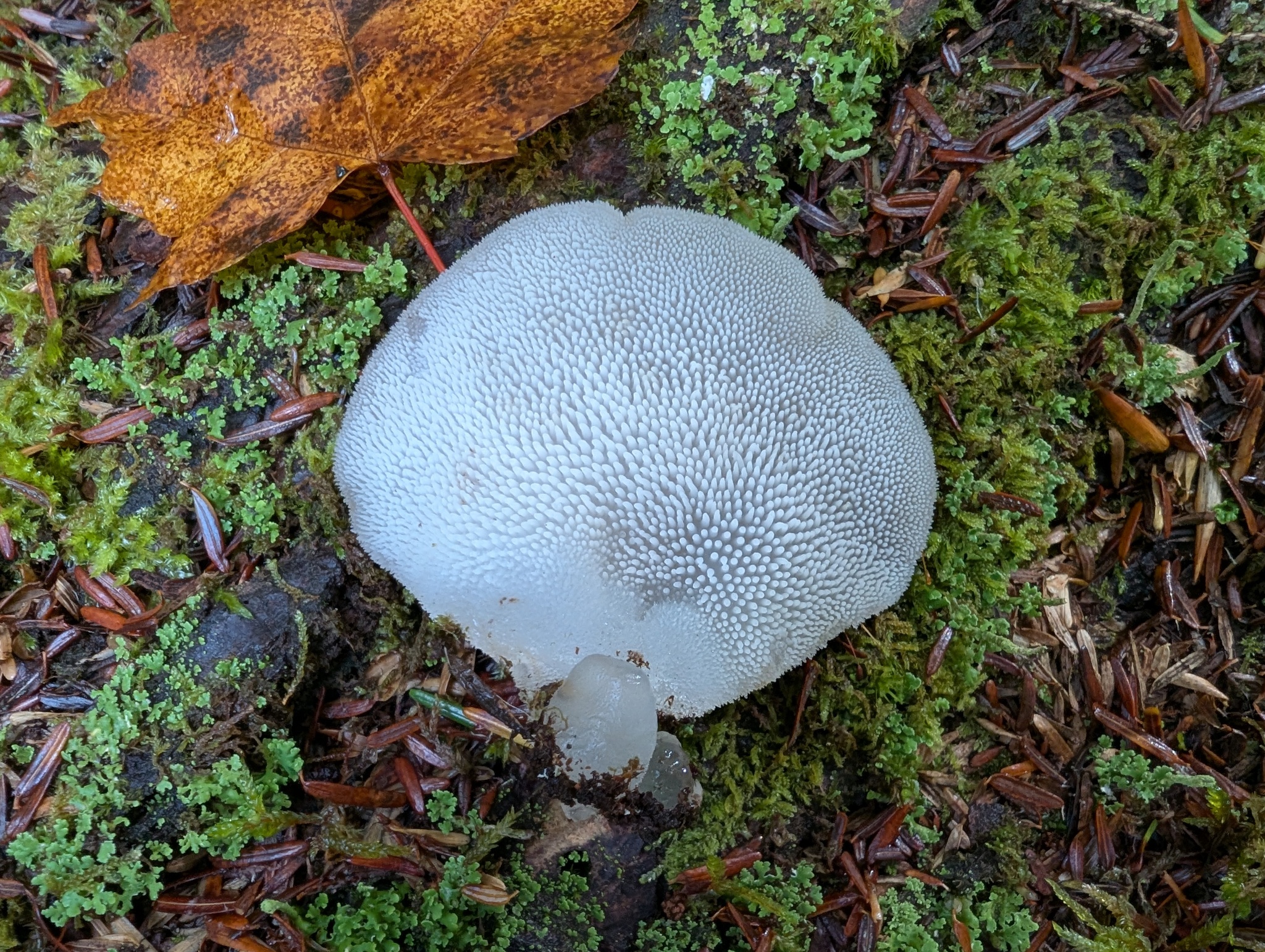 Observation mo-599067, Pseudohydnum gelatinosum