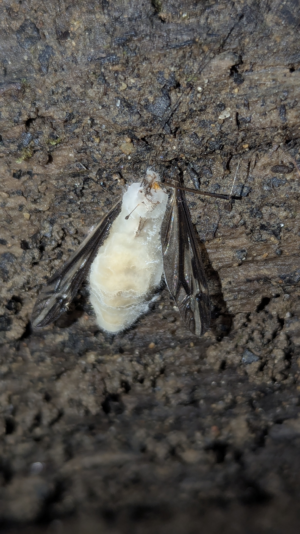 Observation mo-600793, Erynia sepulchralis