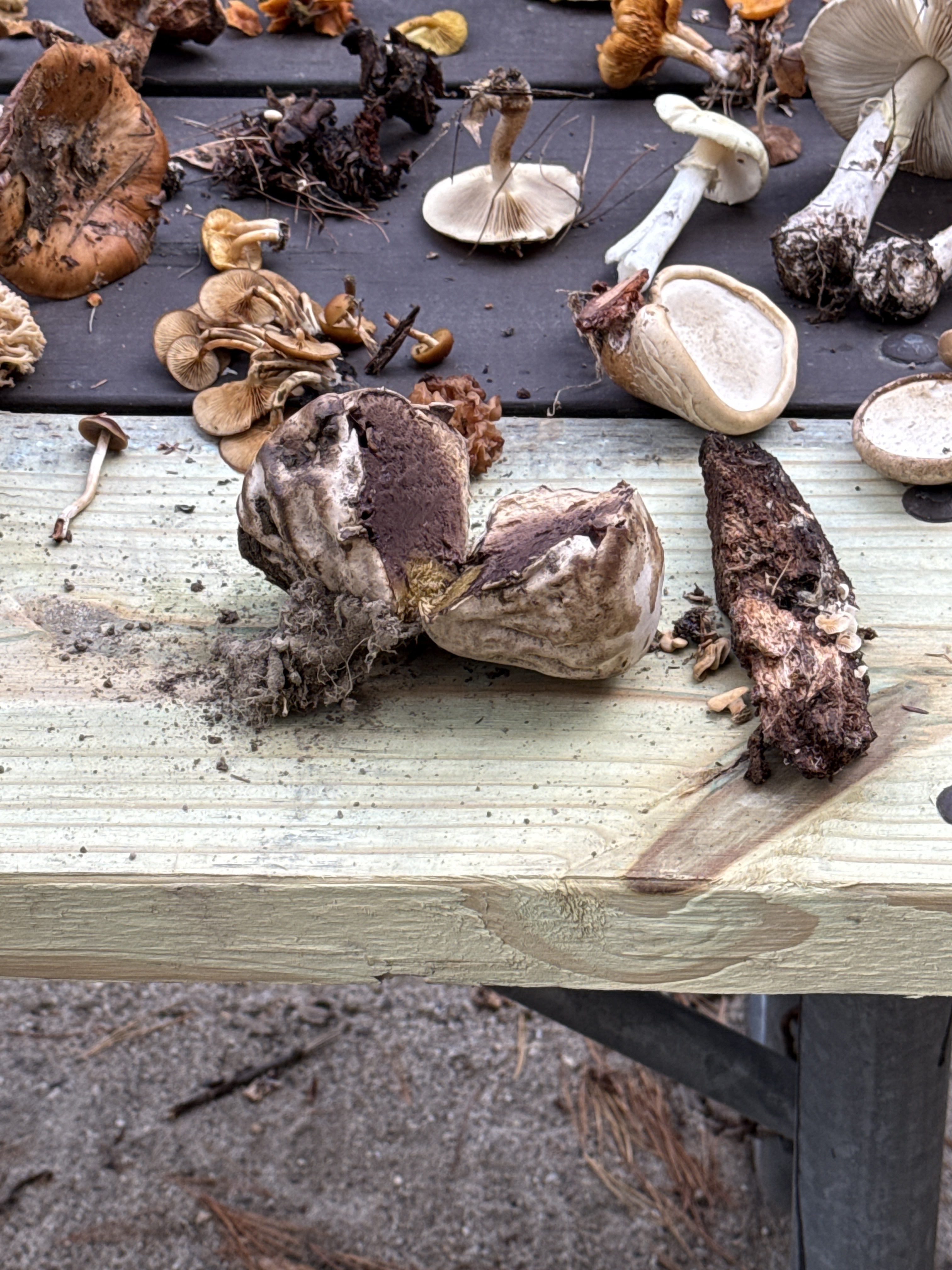Observation mo-600845, Calvatia cyathiformis