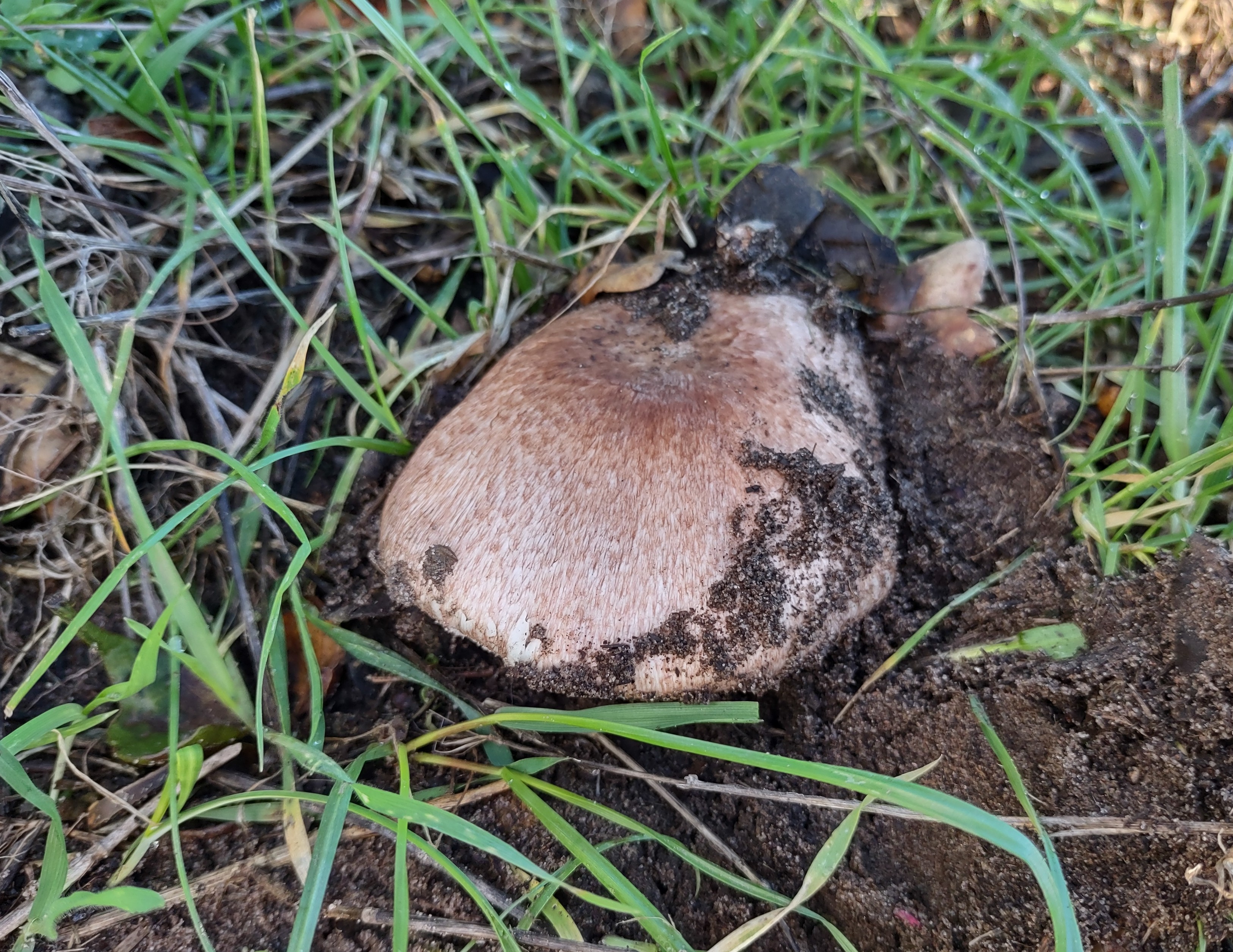 Observation mo-601315, Agaricus megalocarpus