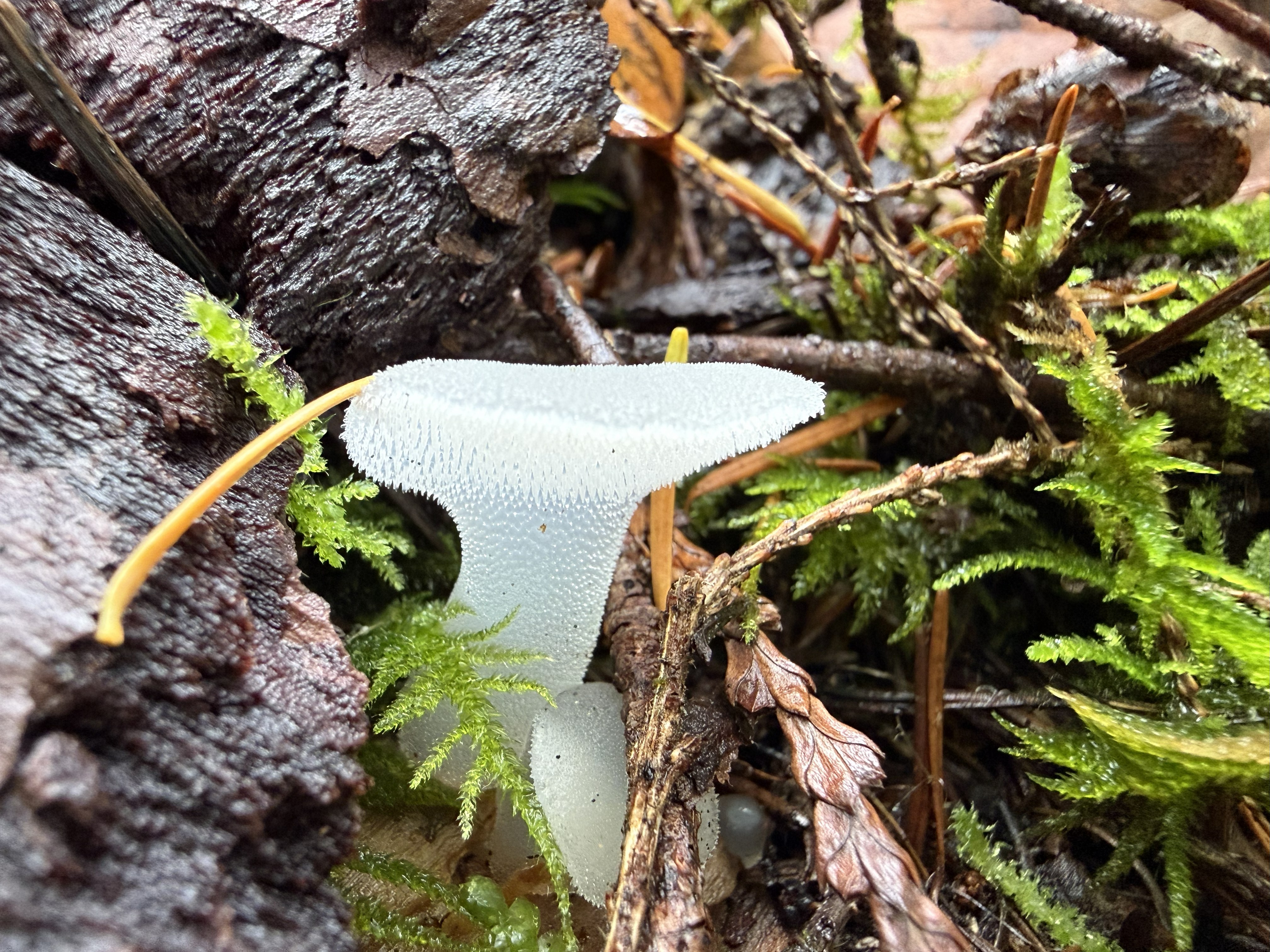 Observation mo-601435, Pseudohydnum gelatinosum