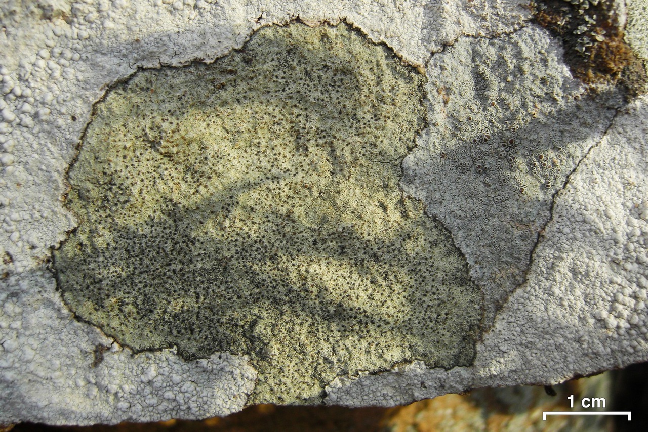 Observation mo-60222, Lecidella enteroleucella
