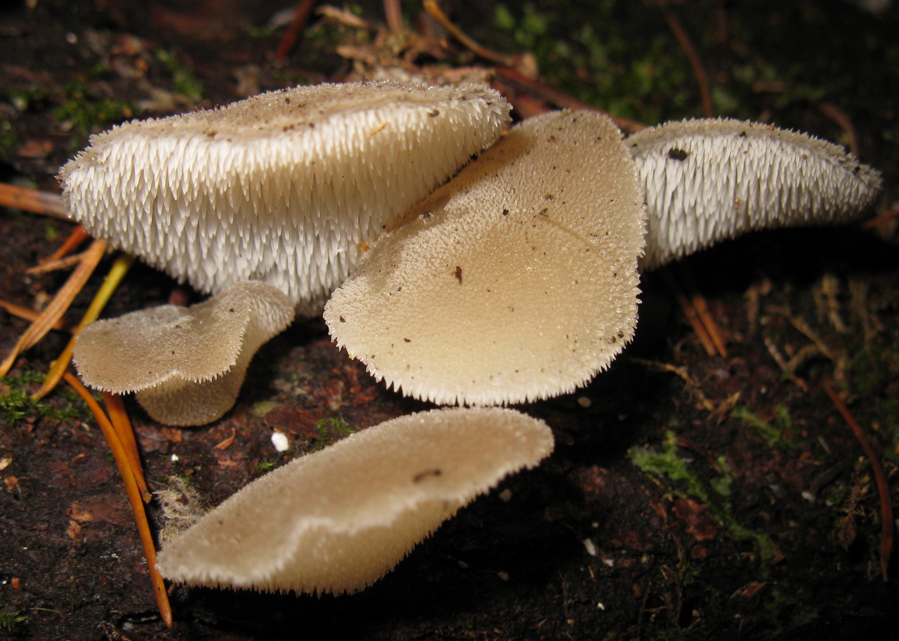 Observation mo-60268, Pseudohydnum gelatinosum
