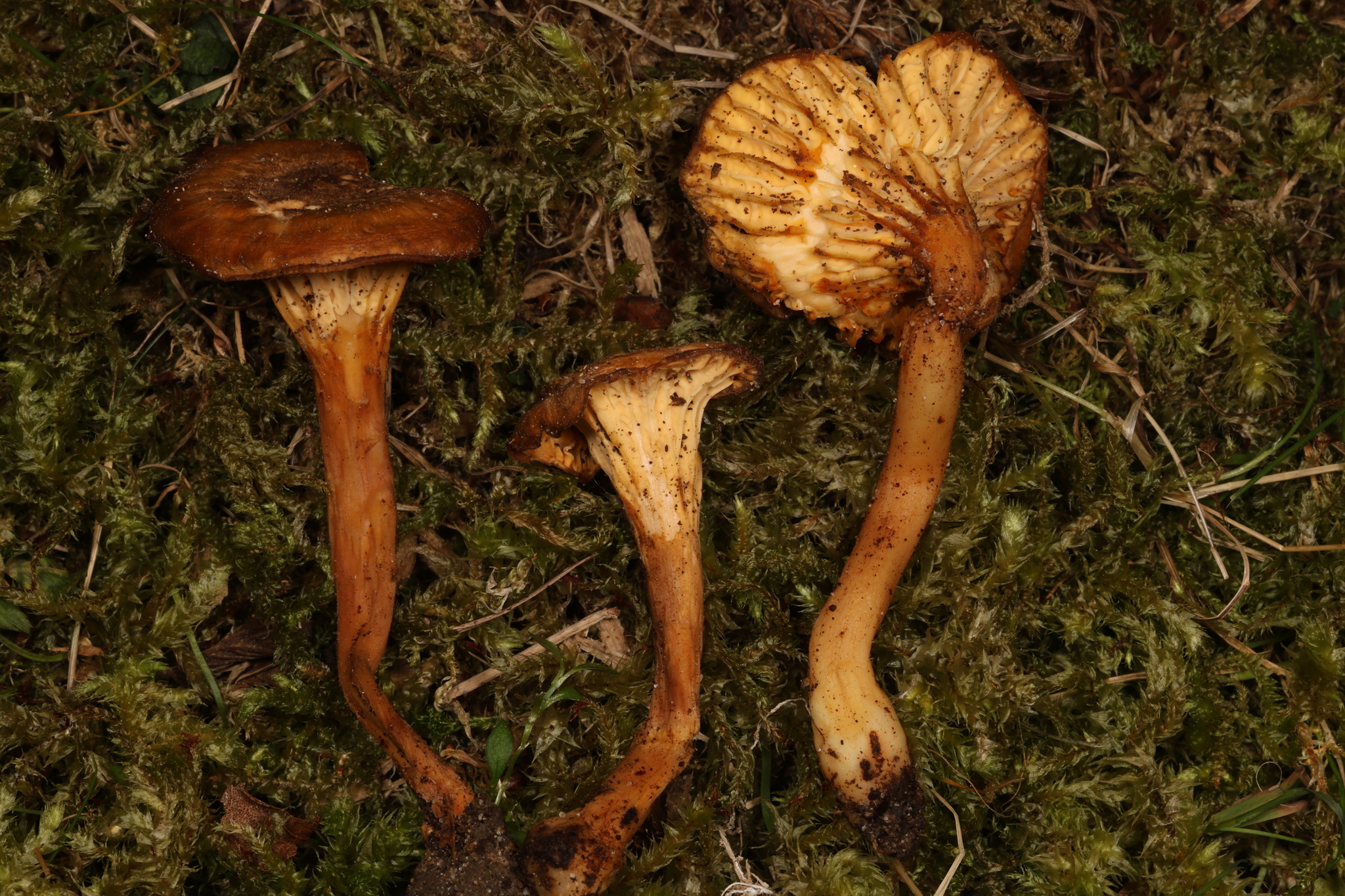Observation mo-602940, Cantharellus appalachiensis