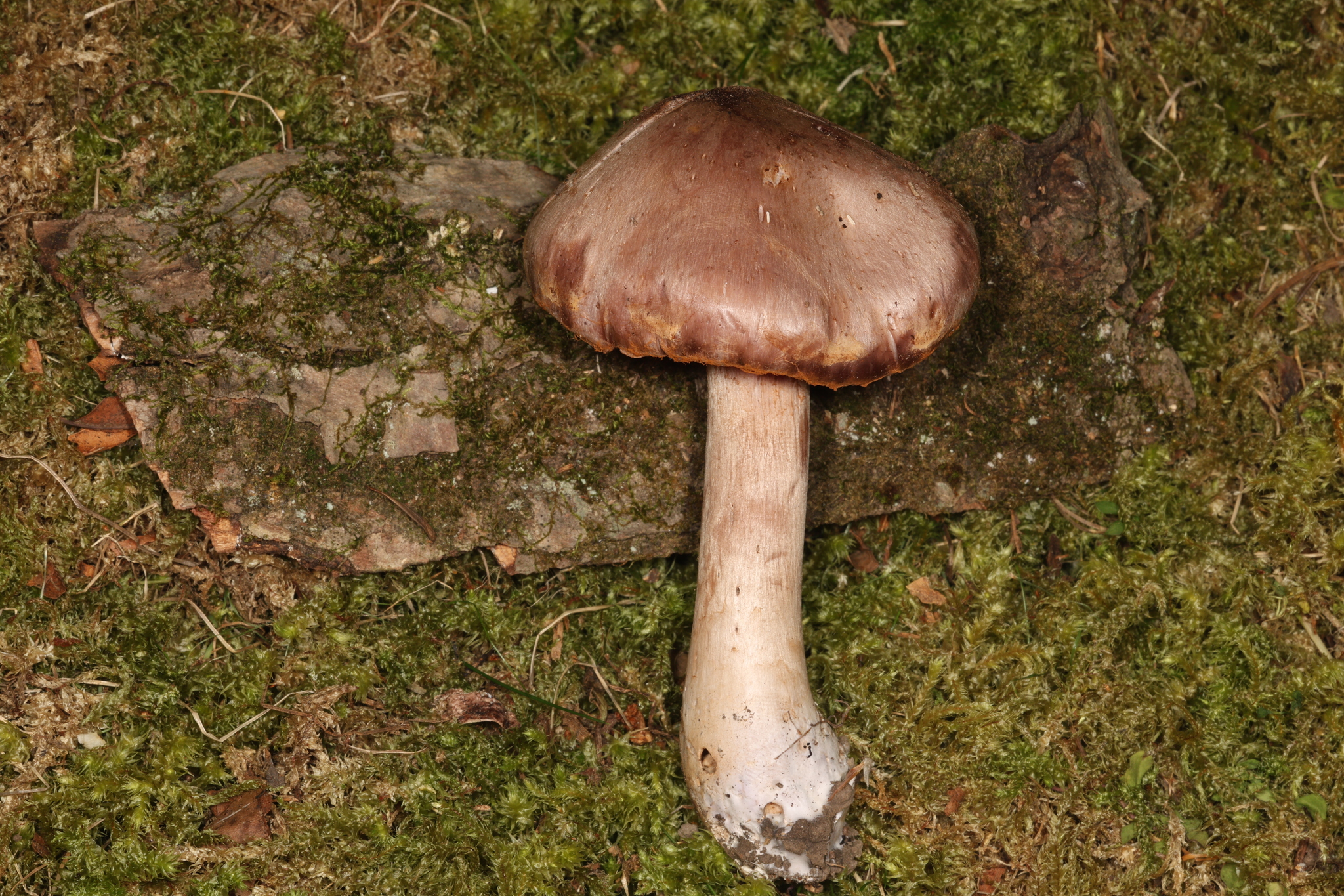 Observation mo-603048, Cortinarius lucorum
