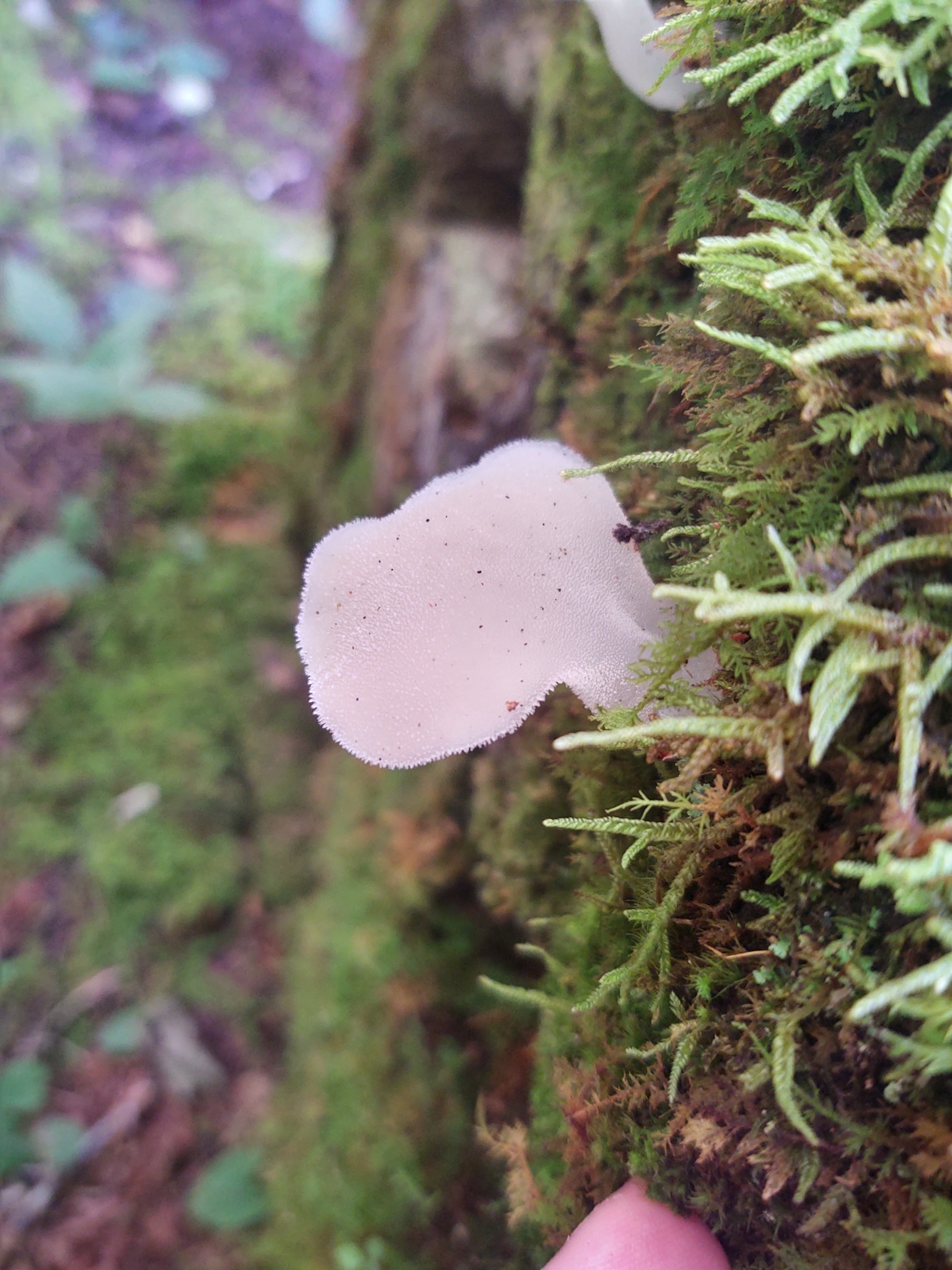 Observation mo-603893, Pseudohydnum gelatinosum