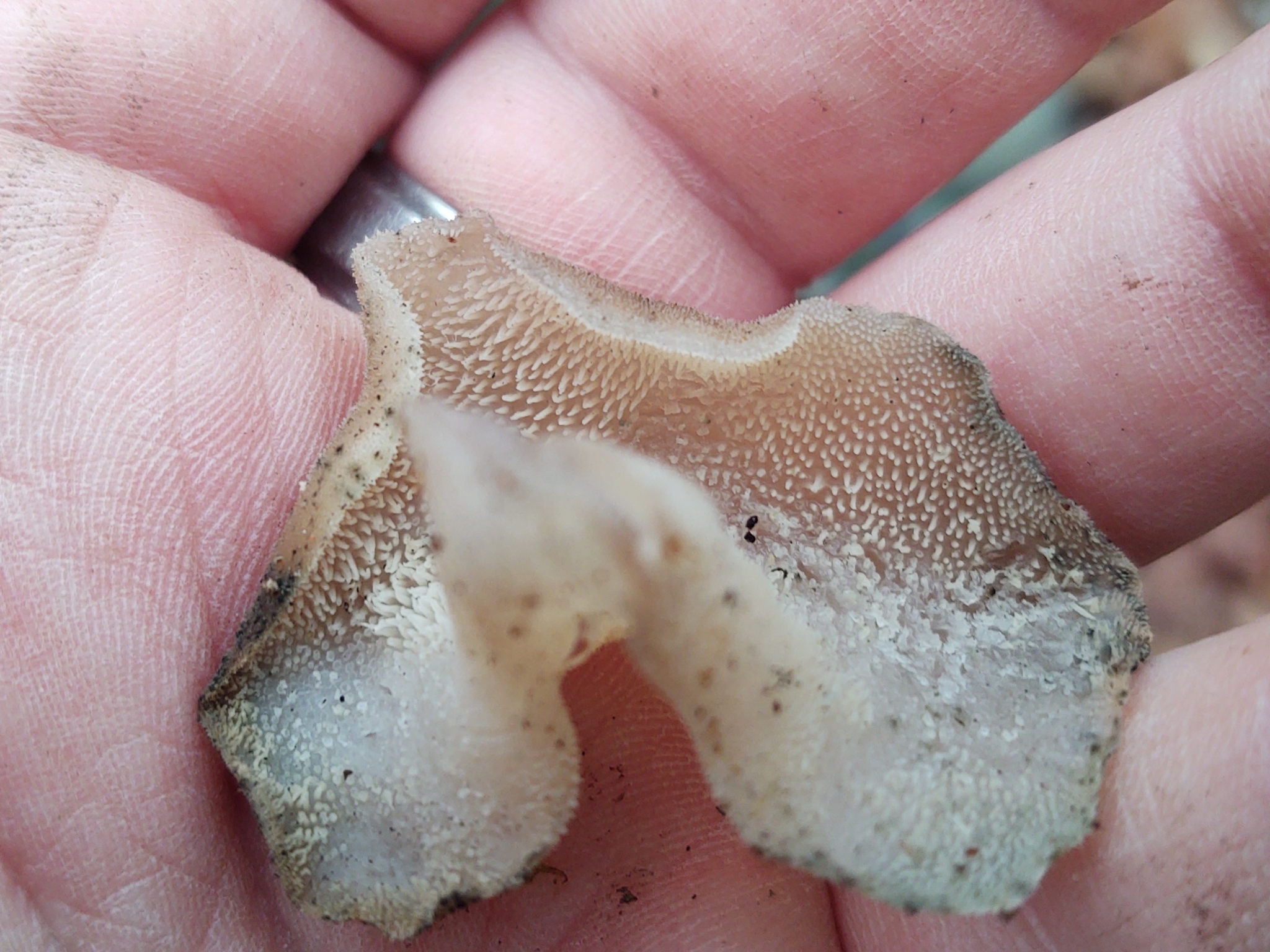 Observation mo-604351, Pseudohydnum gelatinosum