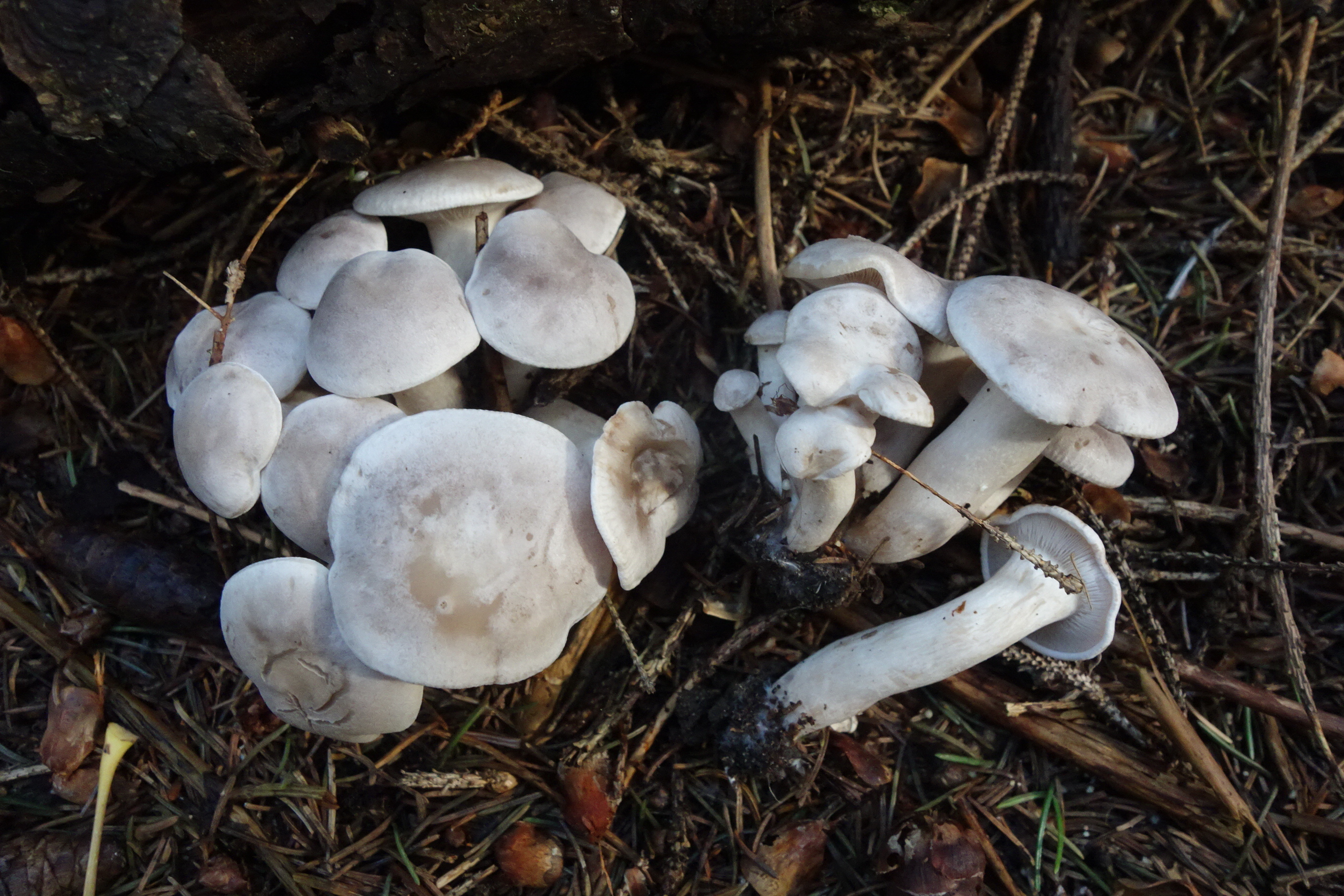 Observation mo-605498, Lepista panaeola