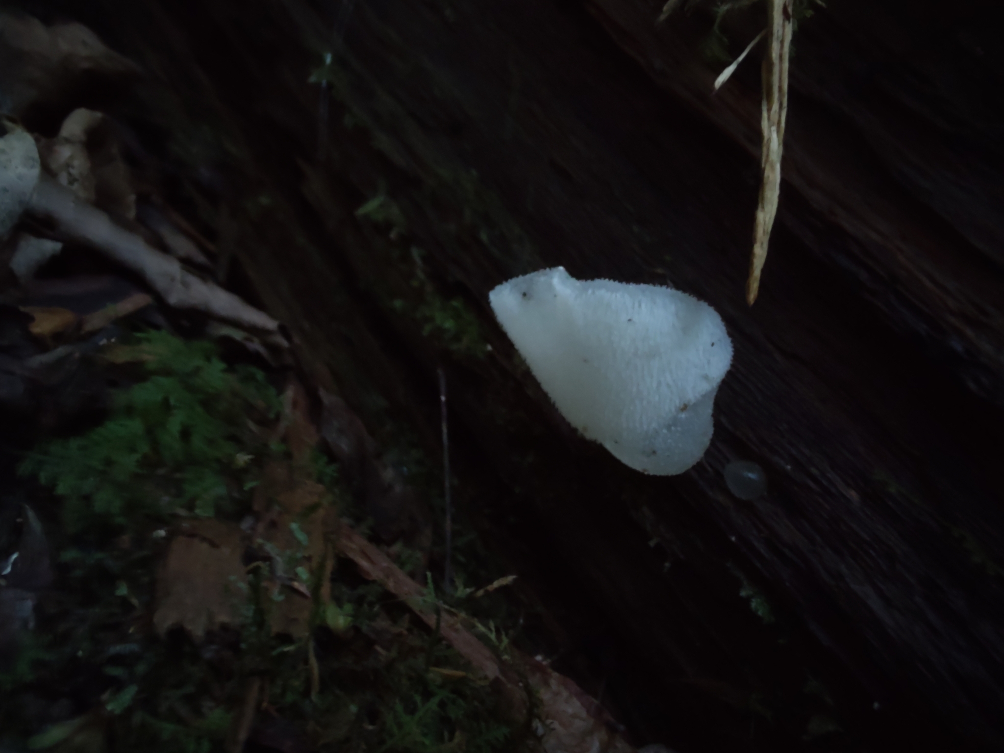 Observation mo-606949, Pseudohydnum gelatinosum